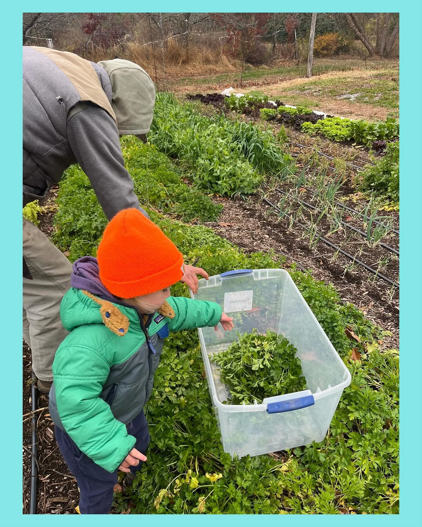 We have 2 more Farm Store Saturdays until we move to Online Orders all winter. See you tomorrow! Lots of fresh lettuce, radishes, cabbage, sweet potatoes, beets, potatoes and more 🥬🥔🍠