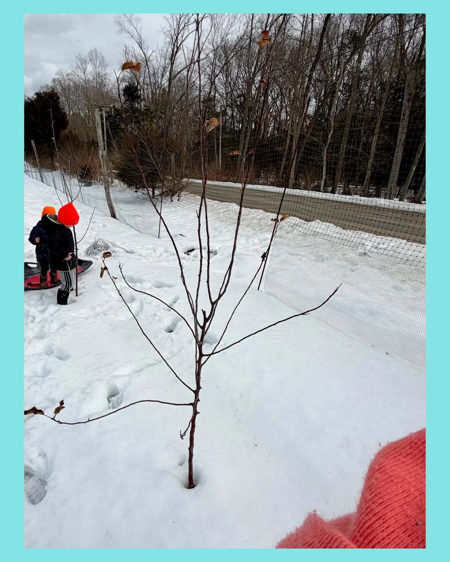 We all went out to enjoy the &ldquo;warm&rdquo; weather today! I got our young apple trees pruned (I&rsquo;ll do the older ones tomorrow), saw a few bees buzzing around a hive and our onion seedlings have started sprouting! Gotta get out before all t