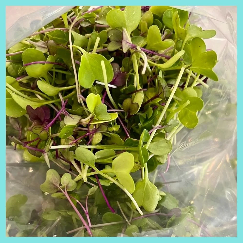 Spring is here! 🌱🌱🌱 We have a full roster of spring greens this week available on our Online Store. Ordering is open until Wednesday evening for all of our offerings like Salad Mix, Arugula, Microgreens and Spinach. All our greens are freshly harv