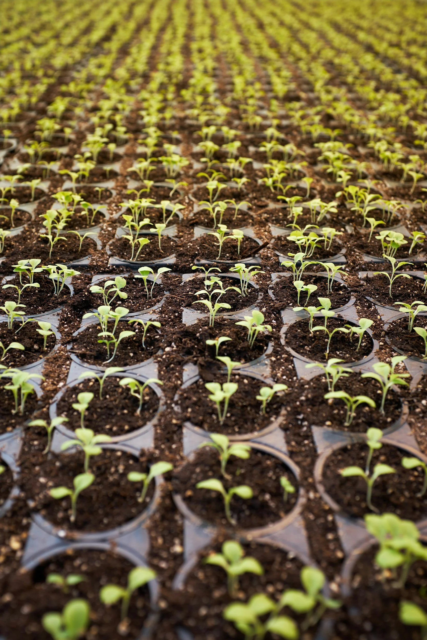 Annual Seedling Sale