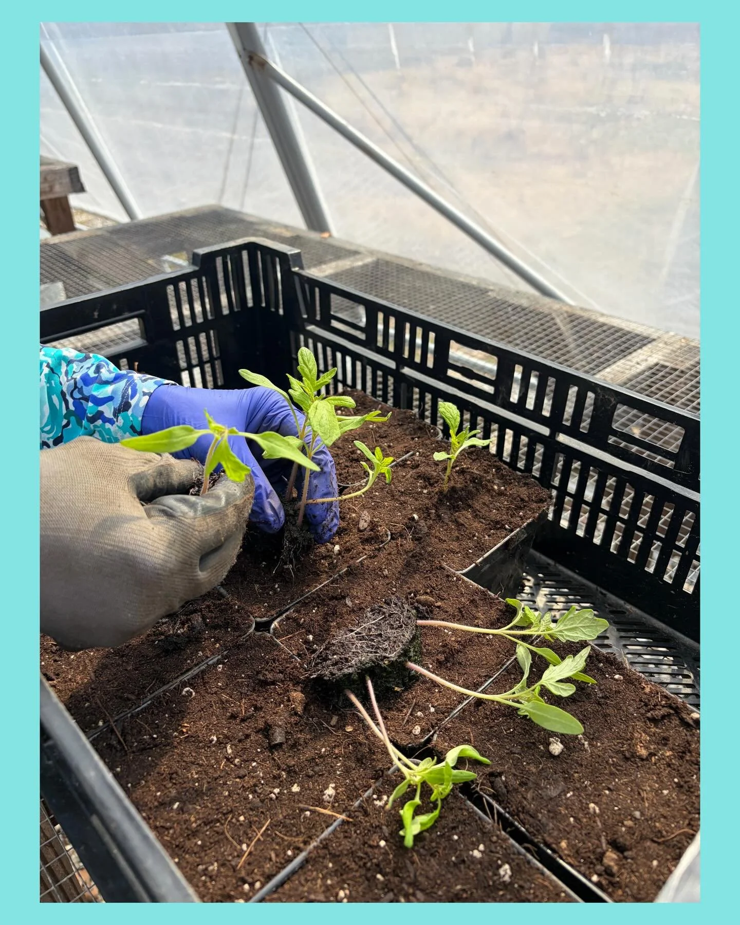 Already potting up our hoophouse tomatoes 🤯🍅🌱 Feels like winter wasn&rsquo;t that long ago