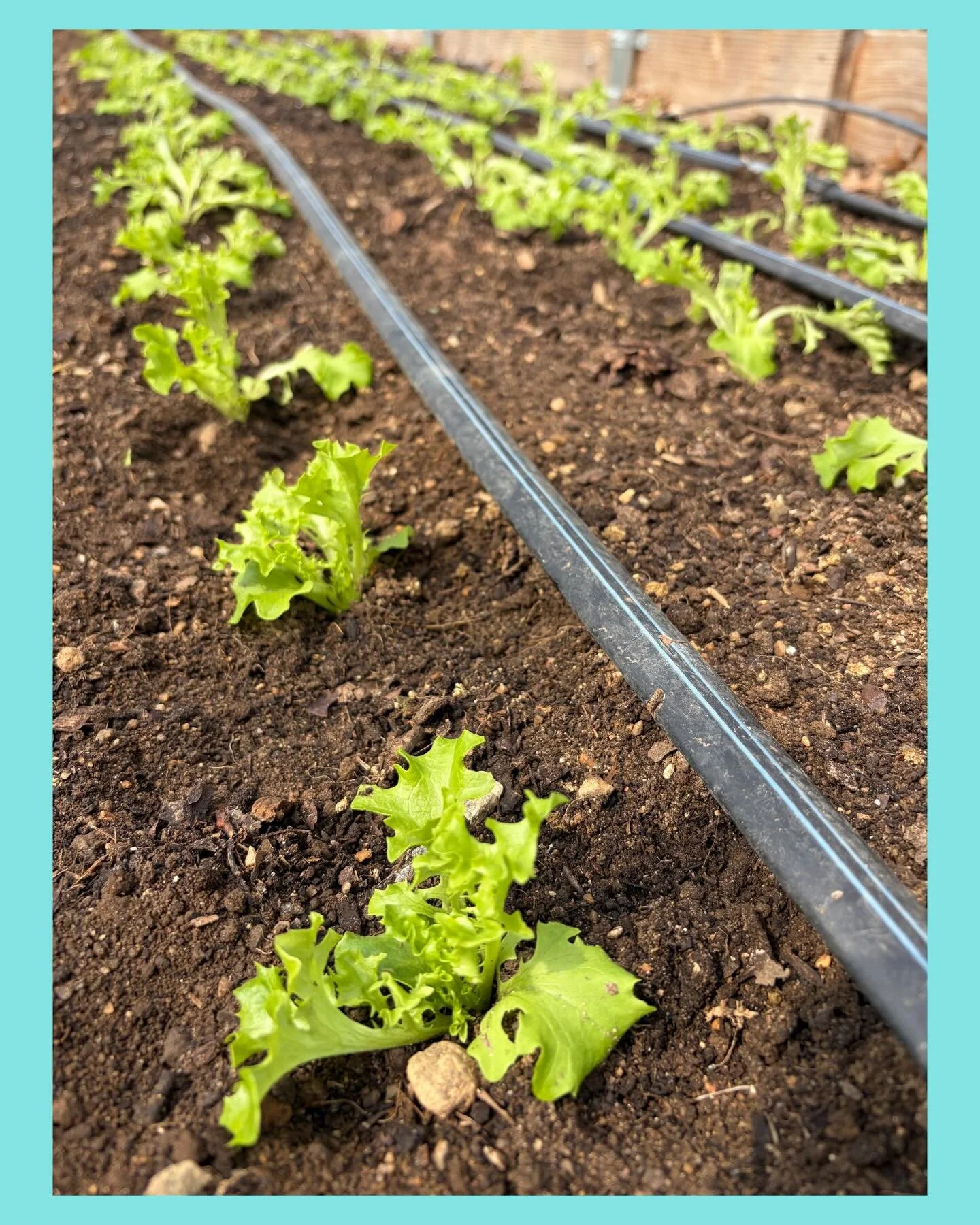 Lots of planting going on these days and everything looks so happy 🤩🙌