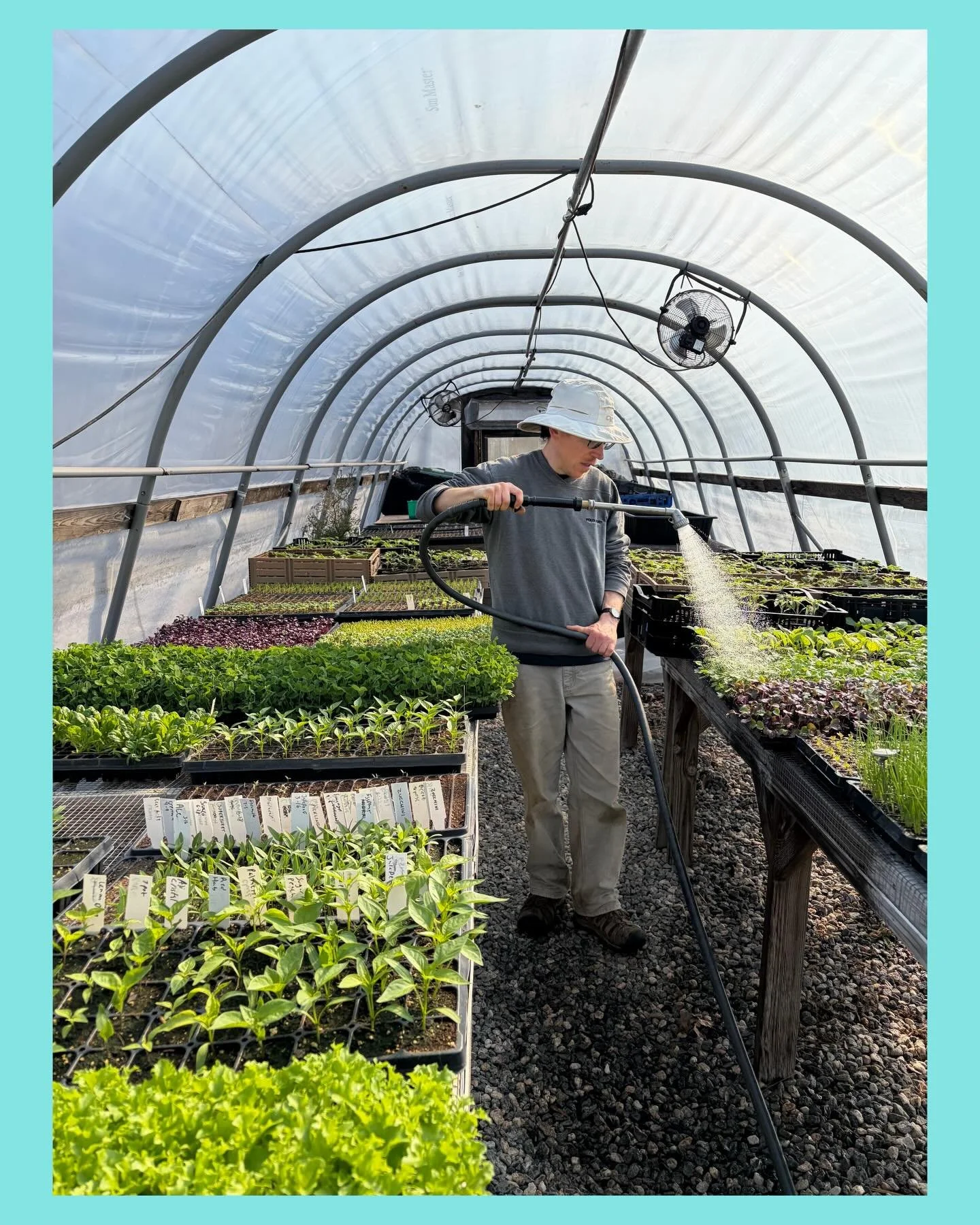 Hey! We have a ton of greens to sell this week 🌱 Baby kale, microgreens, spinach, salad mix AND cilantro! Order Online at www.deephollow.farm ⭐️