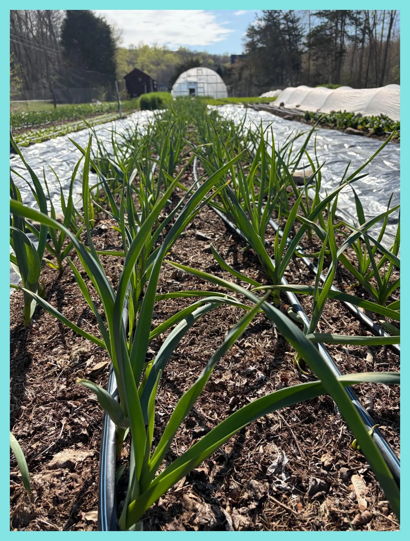 85 degrees last week and frost this week 🤯 We are doing our best to manage our crops during this crazy weather! 💪