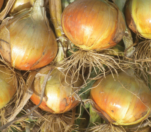 Yellow Onions, 1 Pound