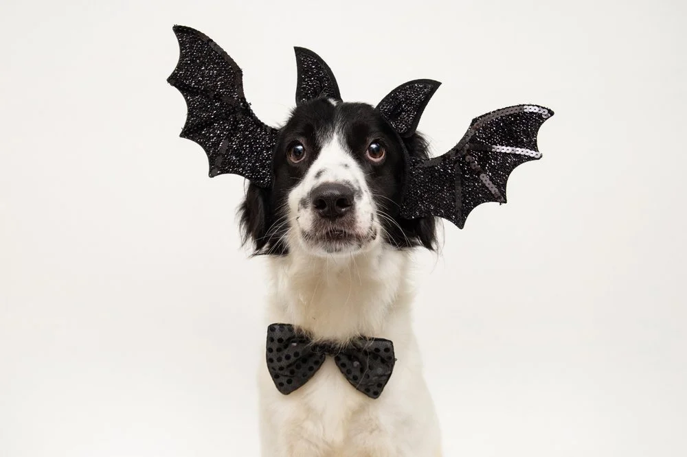 Why Your Dog May Secretly Hate Halloween 
