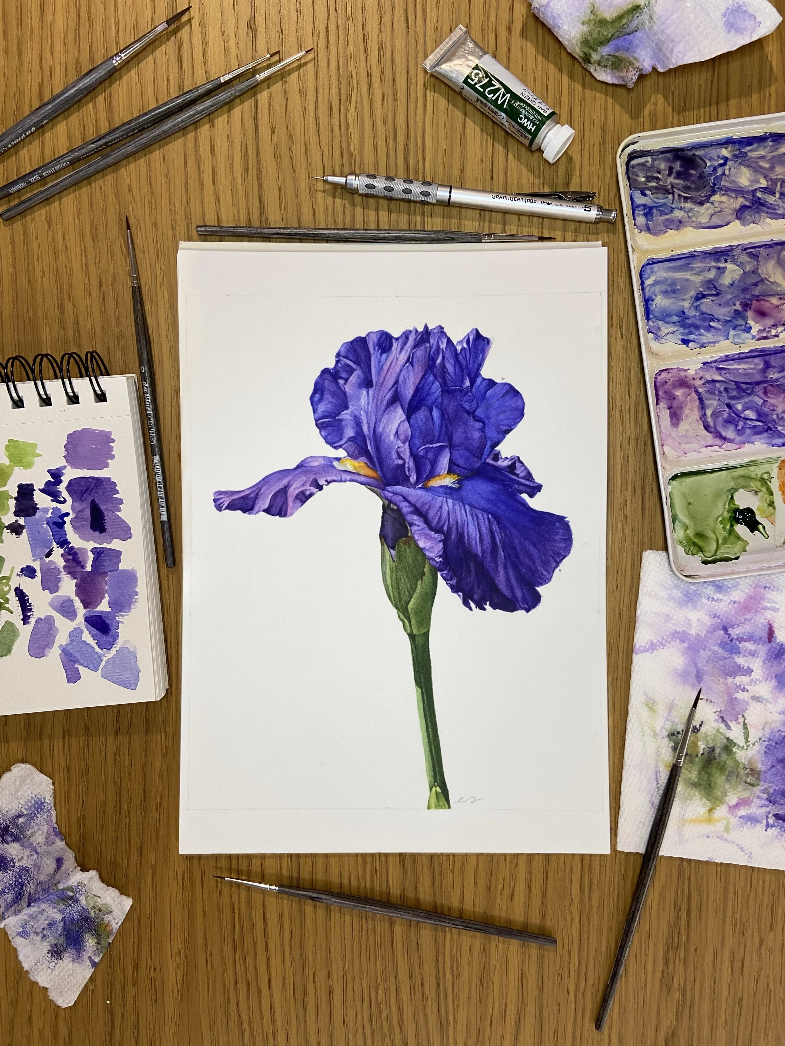 Original watercolor painting of a deep purple bearded iris with golden beard detail