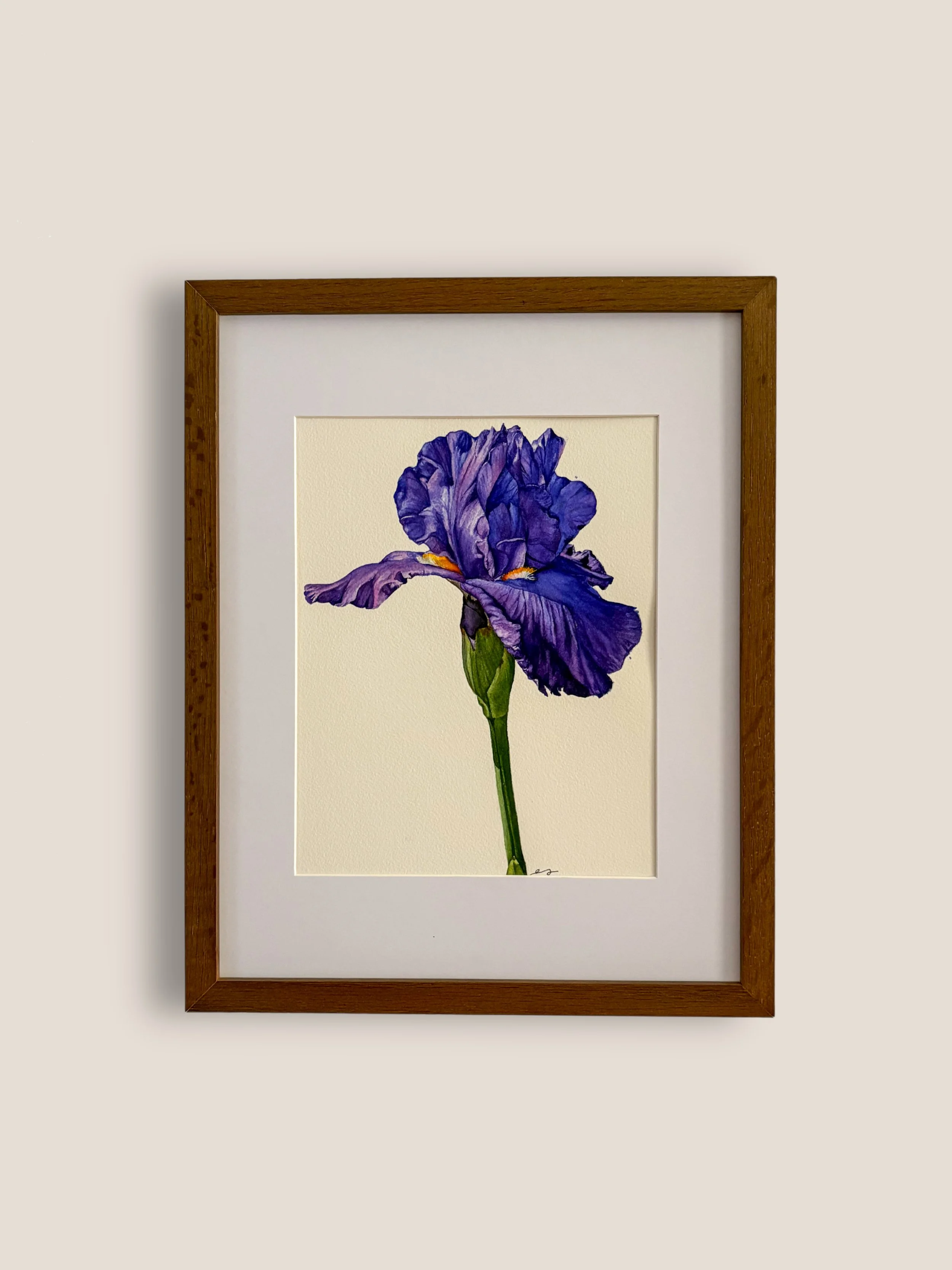 Purple iris watercolor fine art print, botanical flower wall art