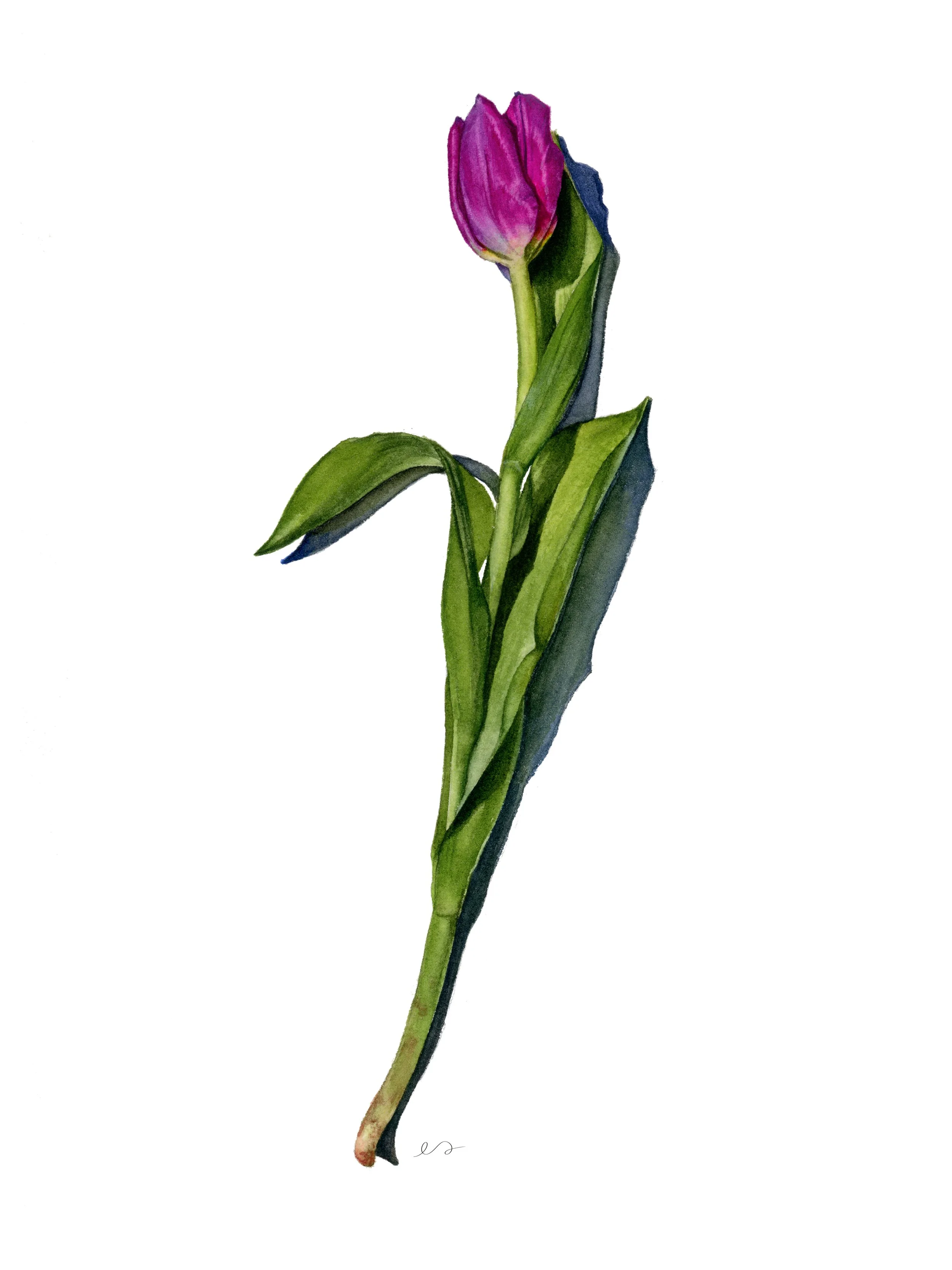 Tulip_3-4_Squarespace.jpg