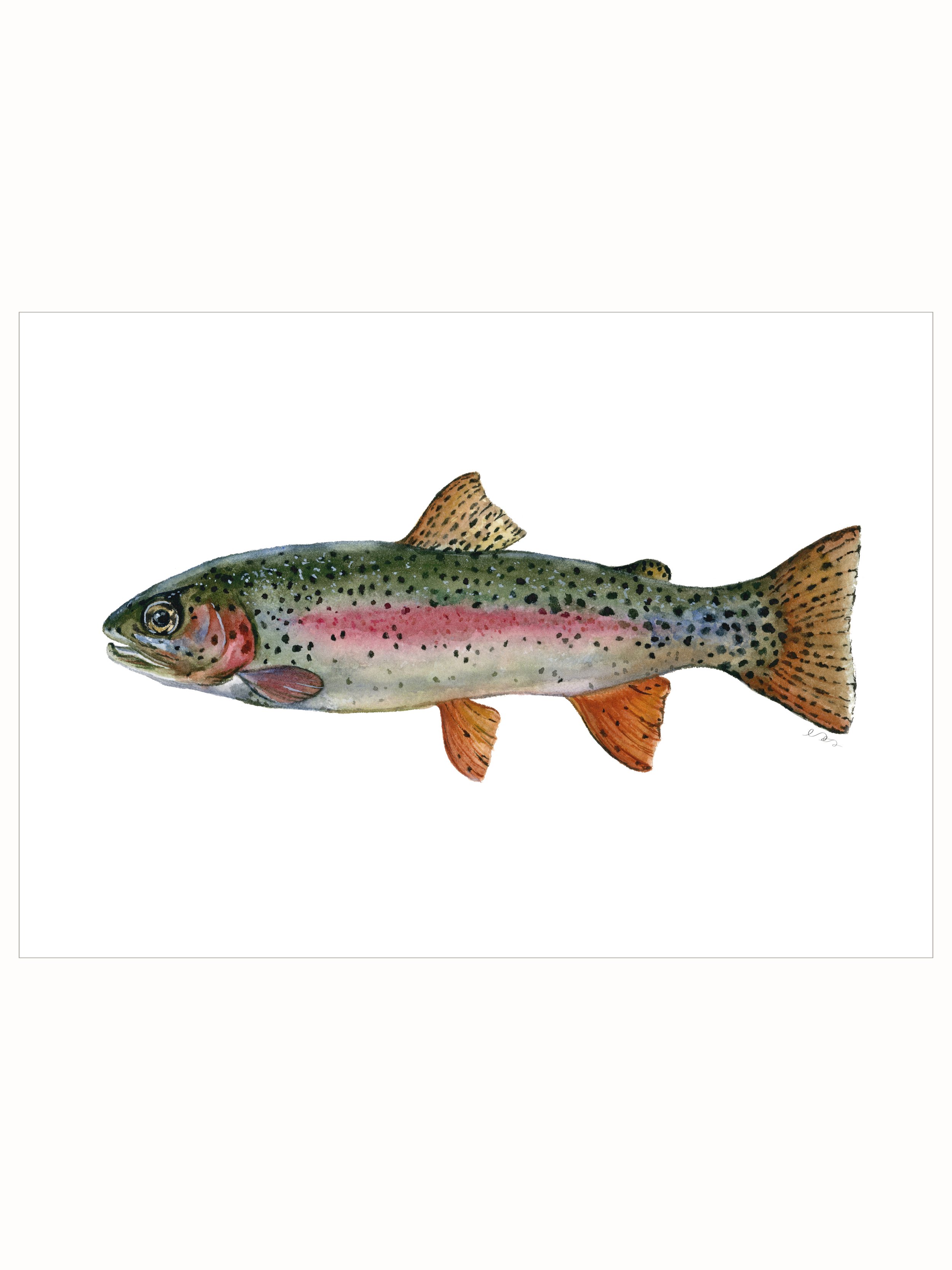 RainbowTroutWebstie3.jpg