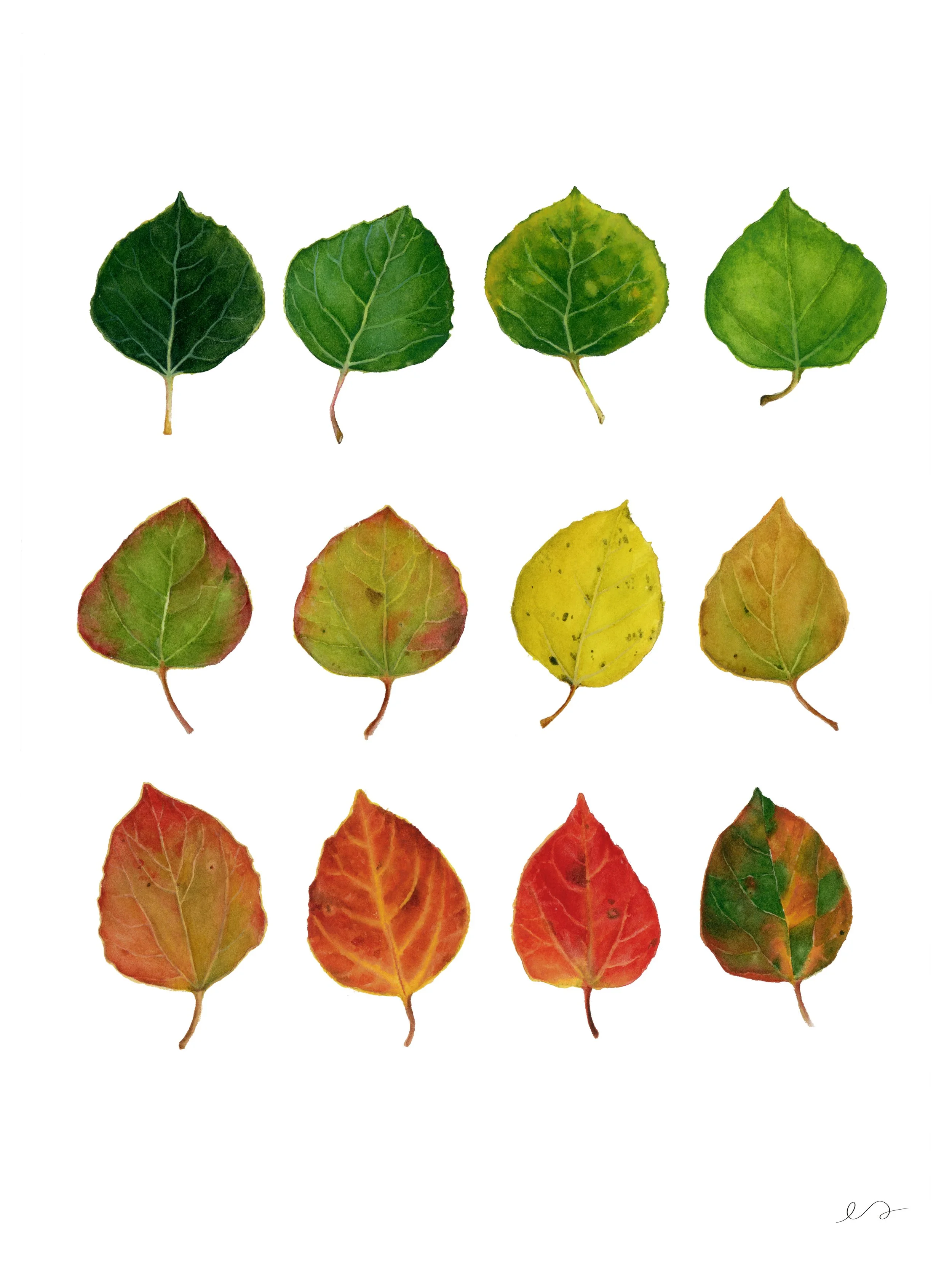 AspenLeaf3-4.jpg