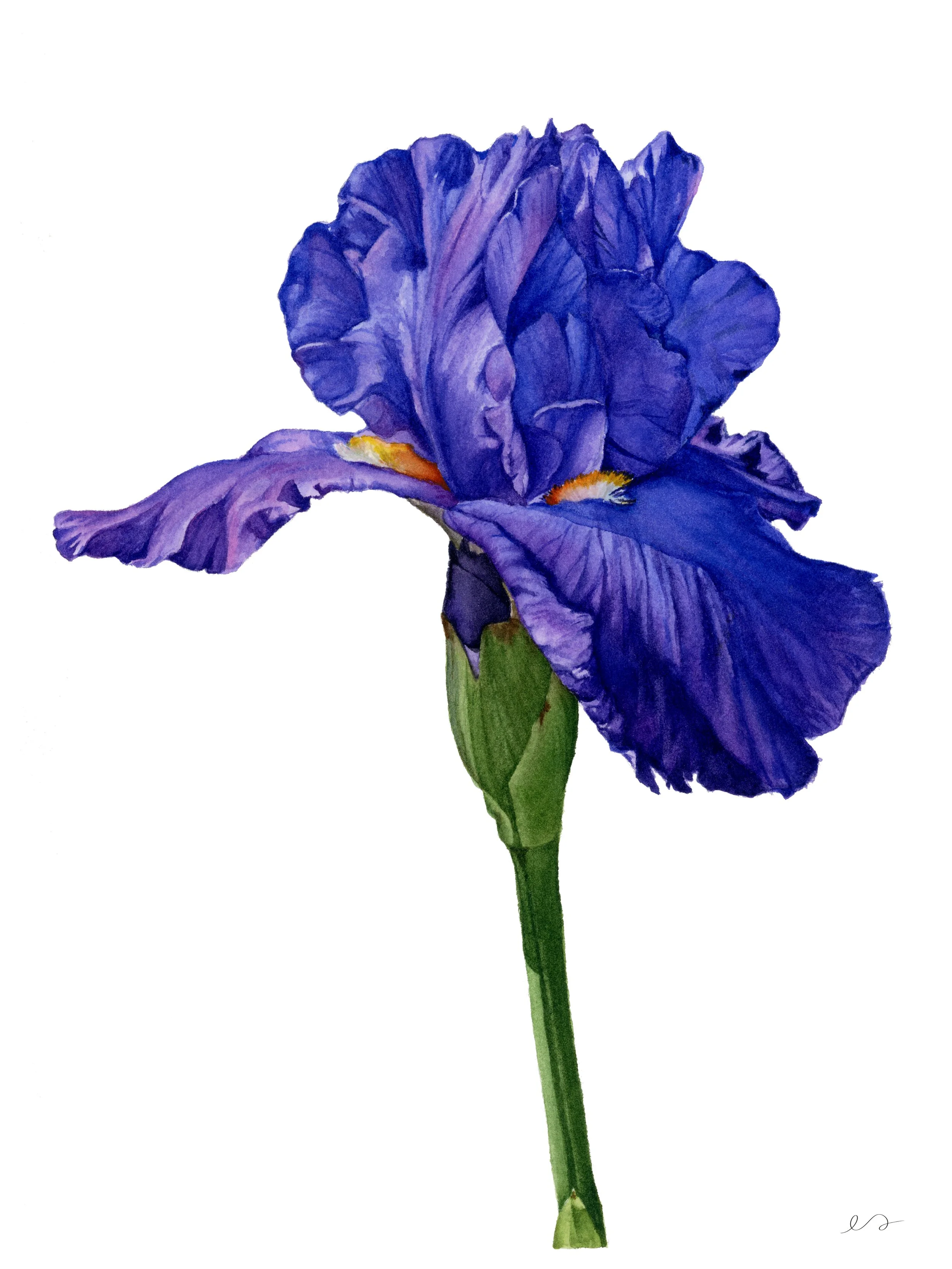 Purple Iris