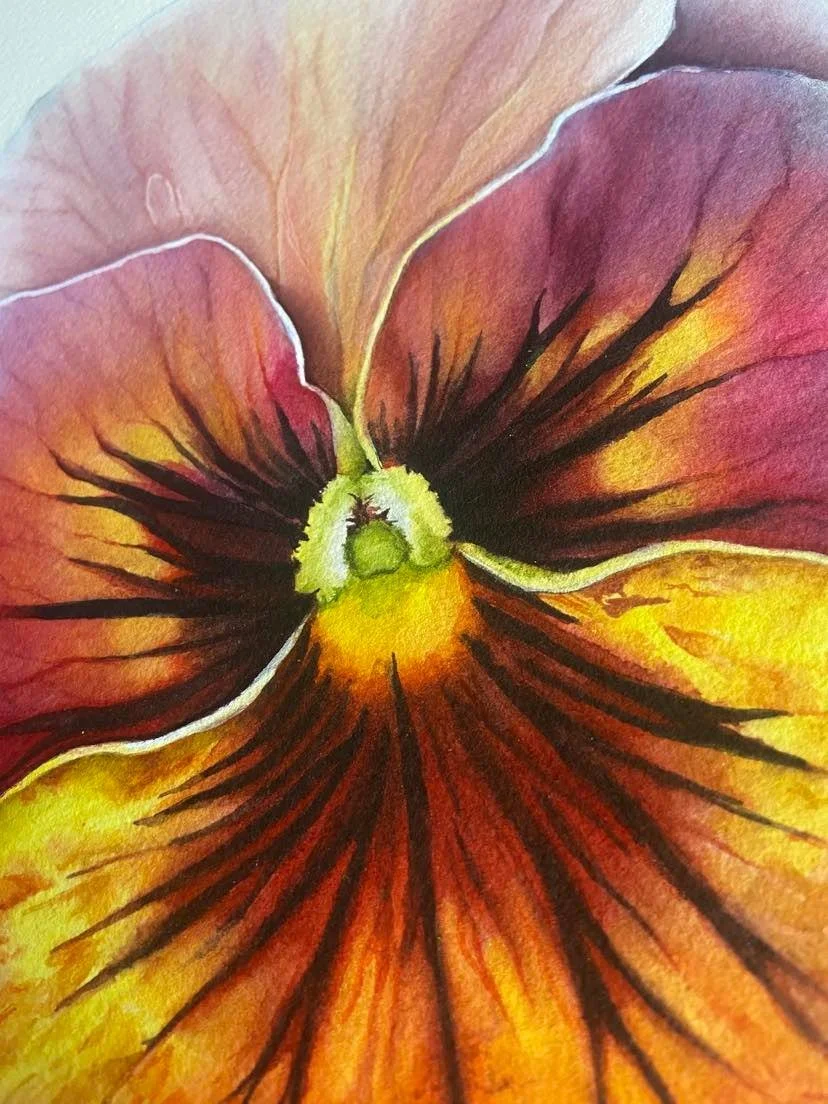 Original framed watercolor painting of a large pansy in deep magenta, burnt orange and golden yellow with dark veining, set against a soft white background in a dark wood fram