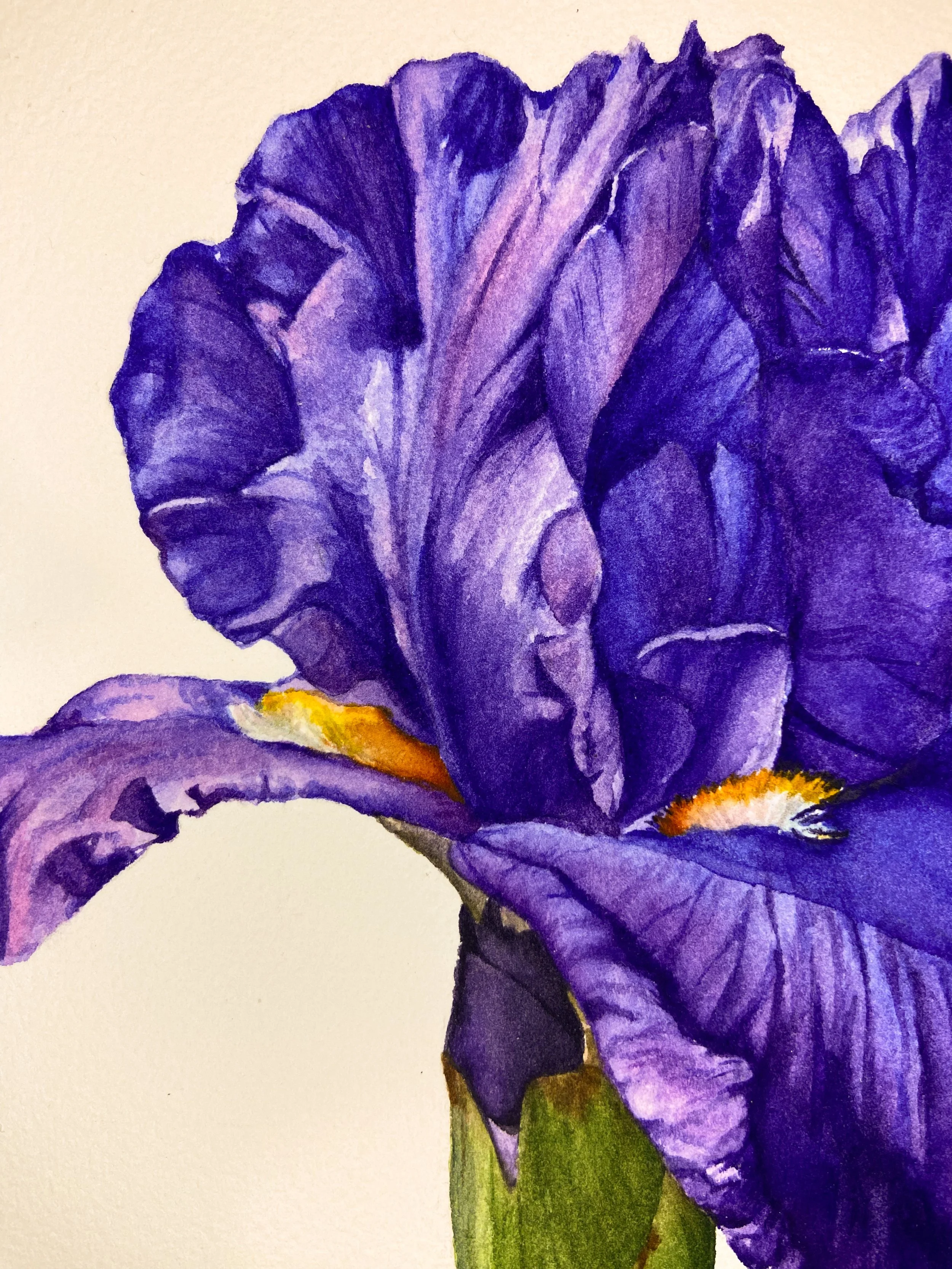 Original watercolor painting of a deep purple bearded iris with golden beard detail