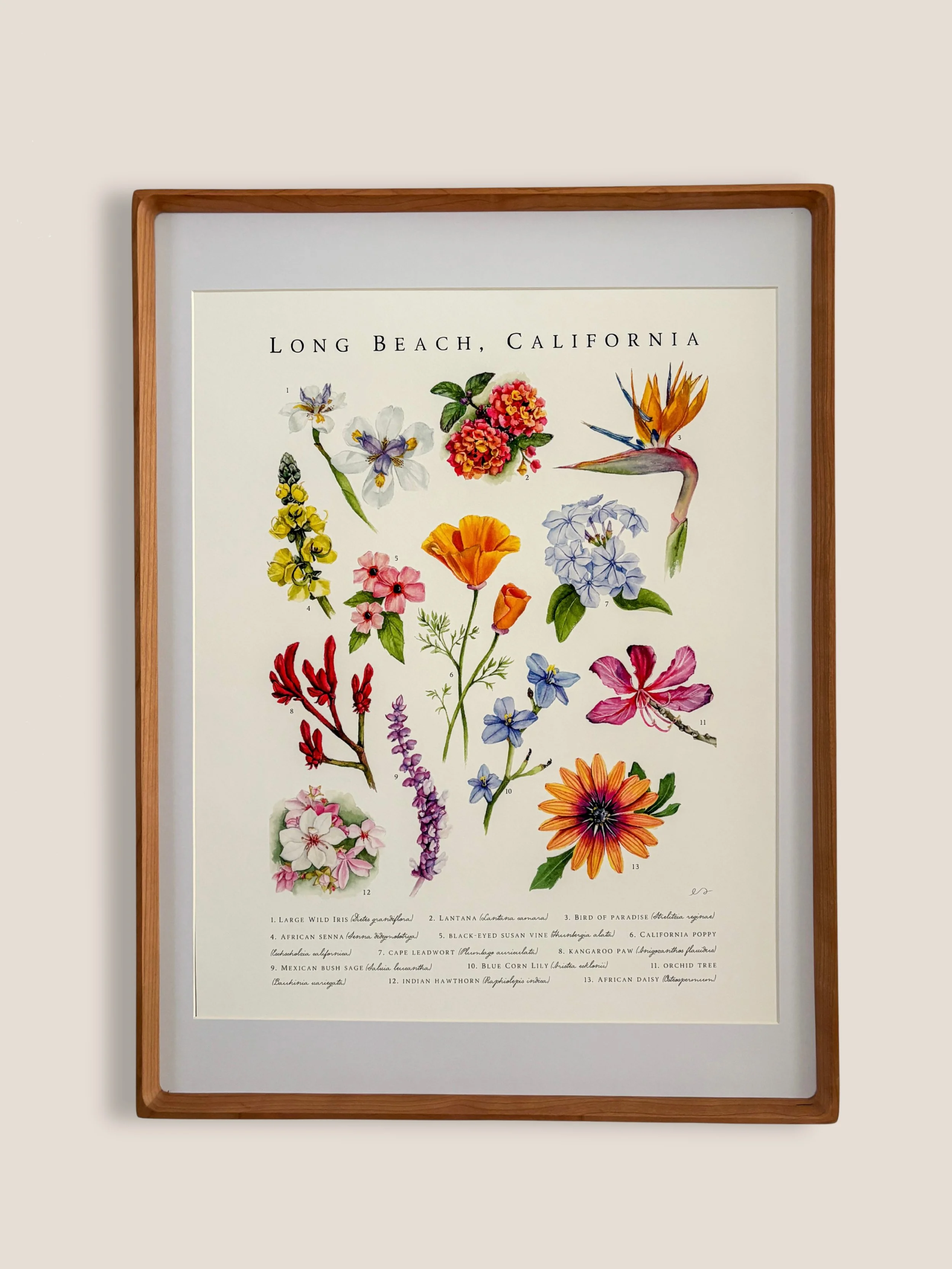 Watercolor botanical print titled Long Beach California featuring 13 labeled native flowers including Bird of Paradise, California Poppy and African Daisy on a white background