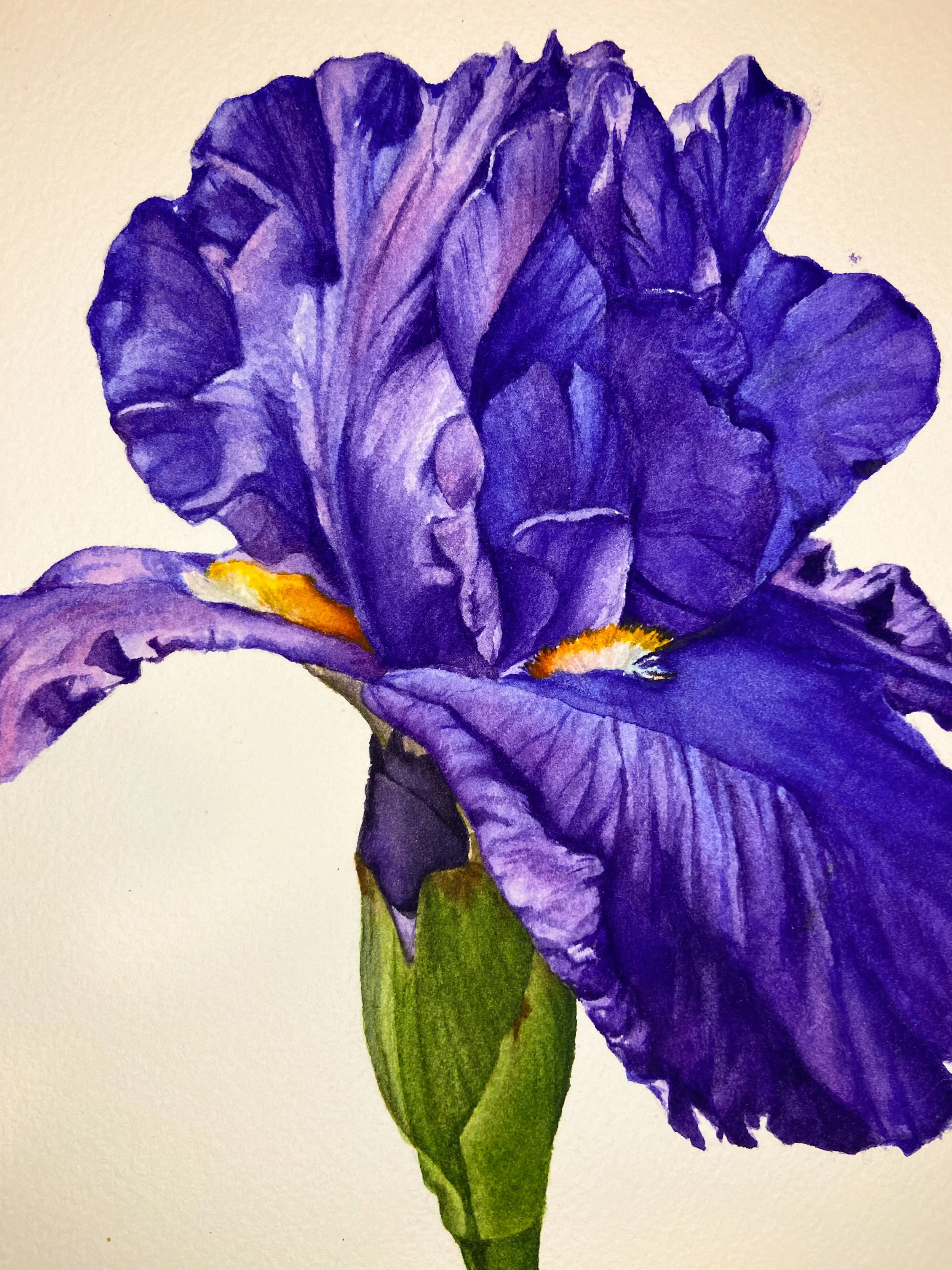 Original watercolor painting of a deep purple bearded iris with golden beard detail