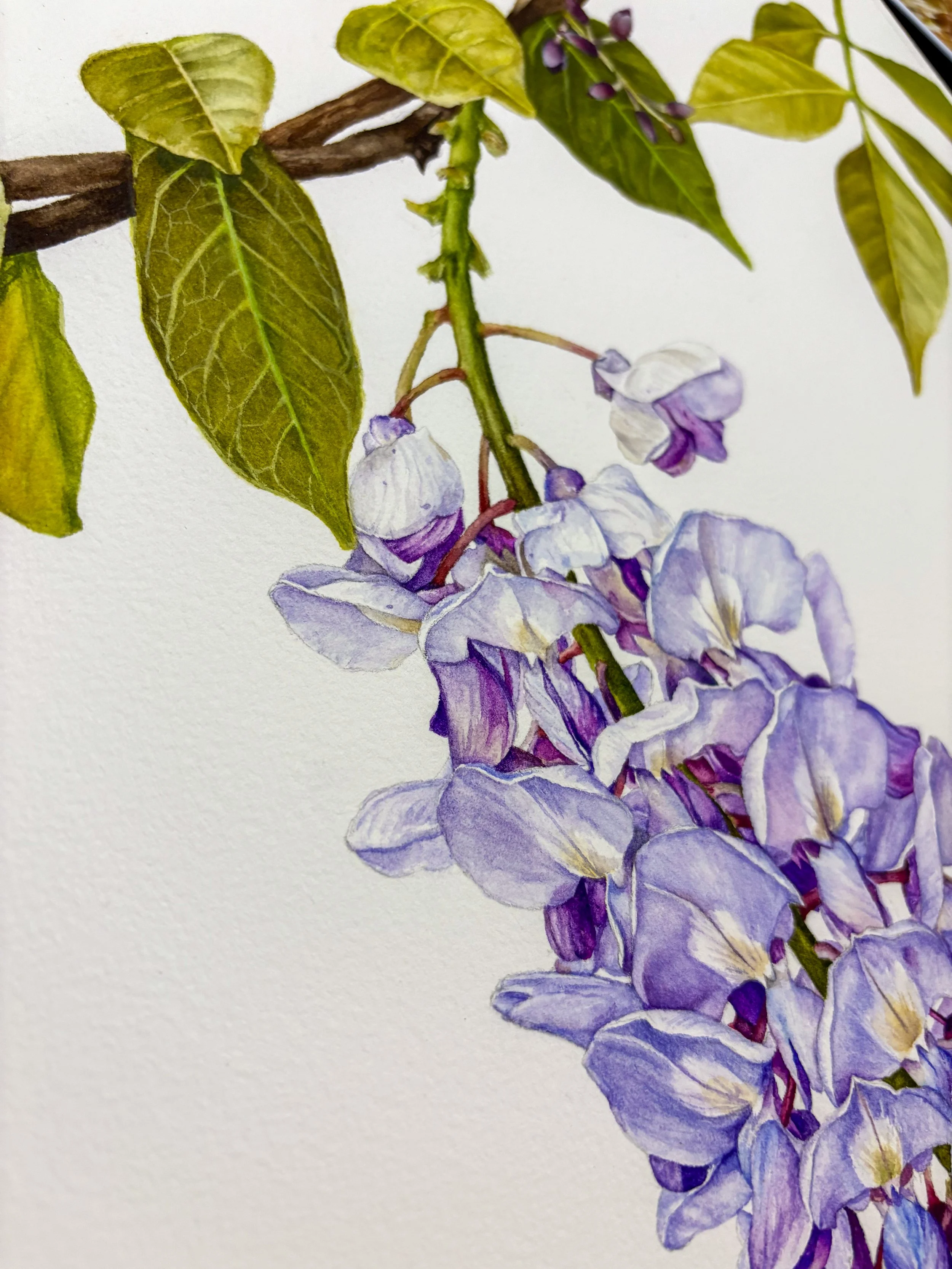 Original framed watercolor painting of a cascading wisteria bloom in periwinkle and lavender, hanging from a twisted branch with green leaves, warm wood frame