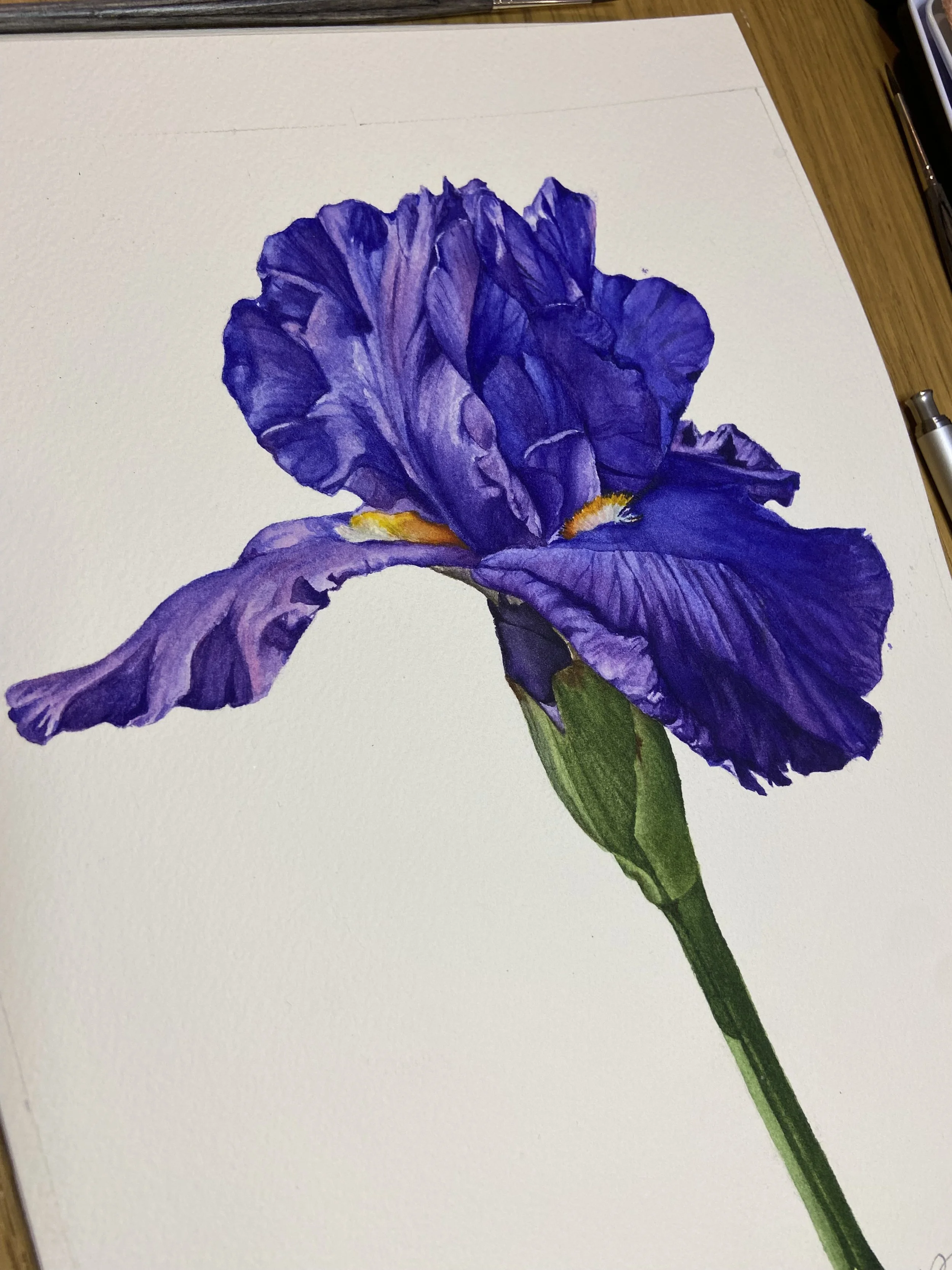 Original watercolor painting of a deep purple bearded iris with golden beard detail