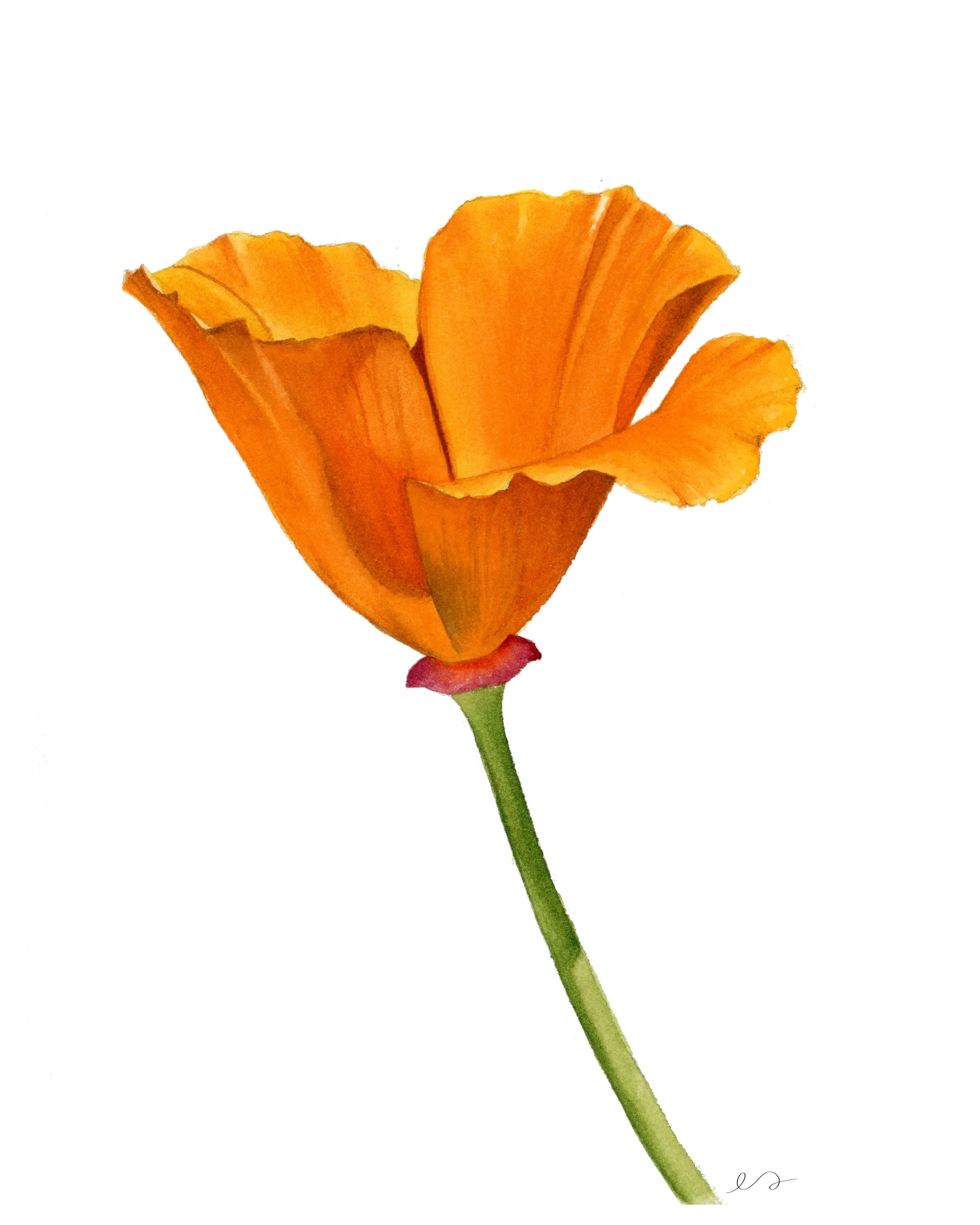 Tangerine Poppy