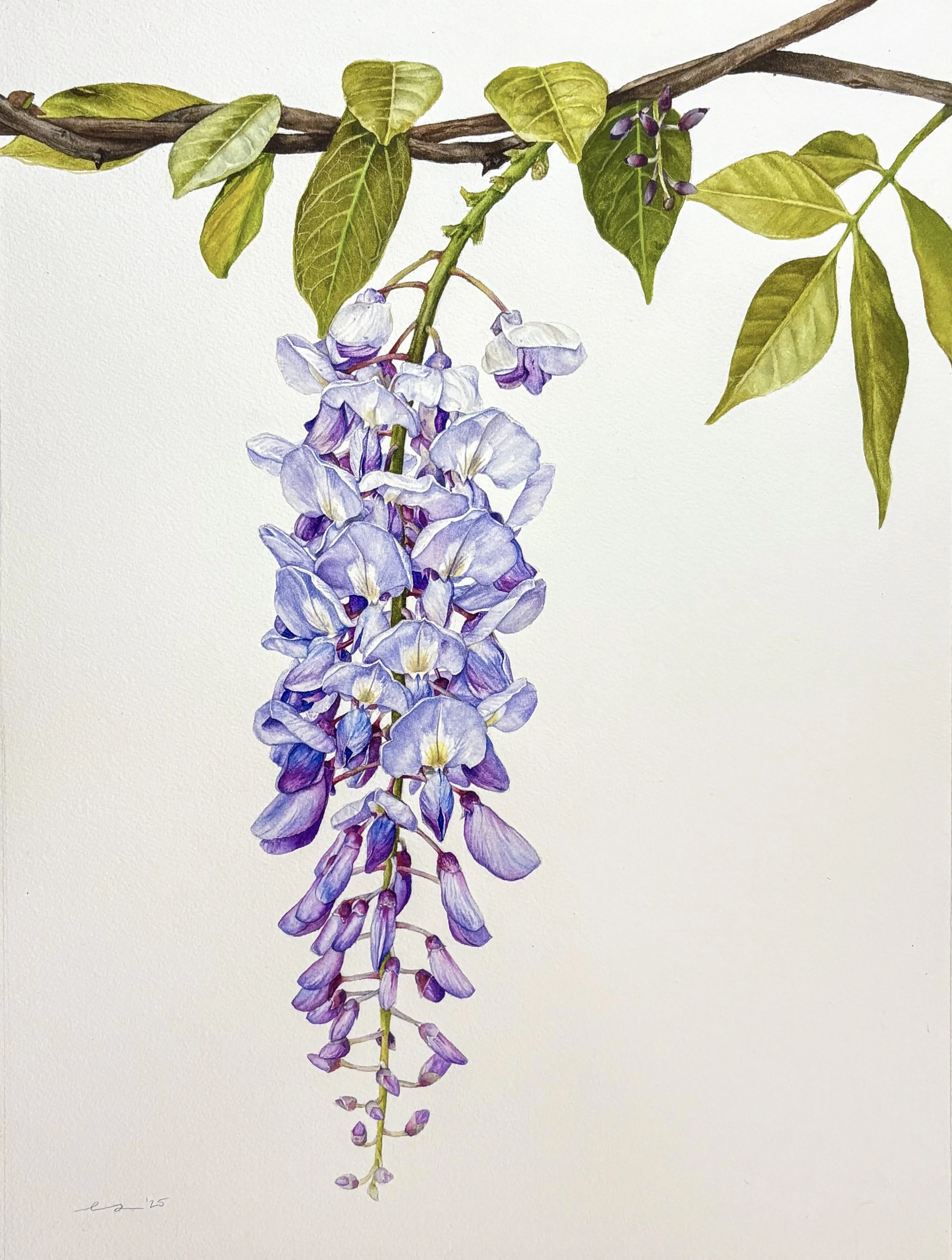 Original framed watercolor painting of a cascading wisteria bloom in periwinkle and lavender, hanging from a twisted branch with green leaves, warm wood frame