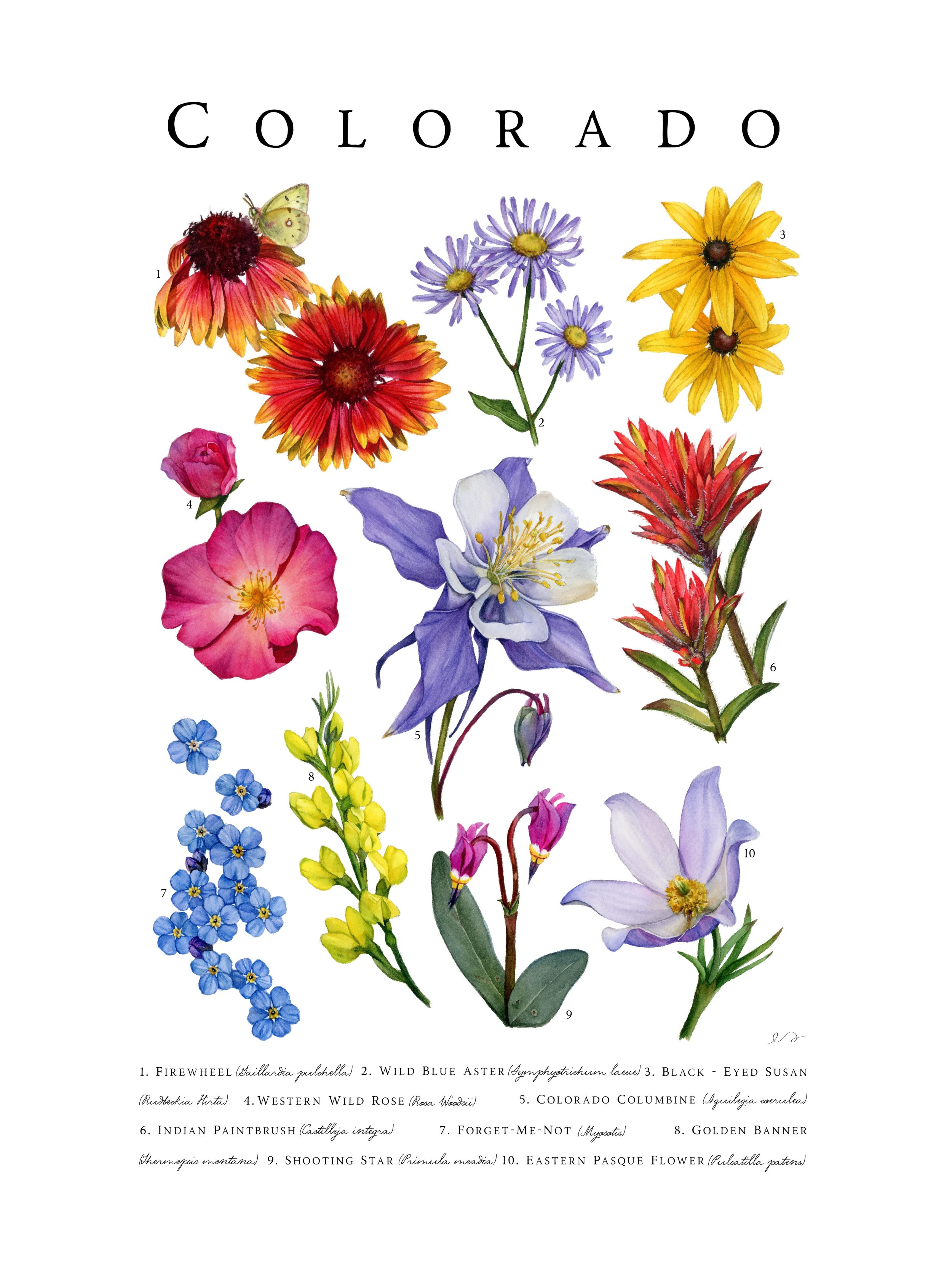 Colorado Wildflowers