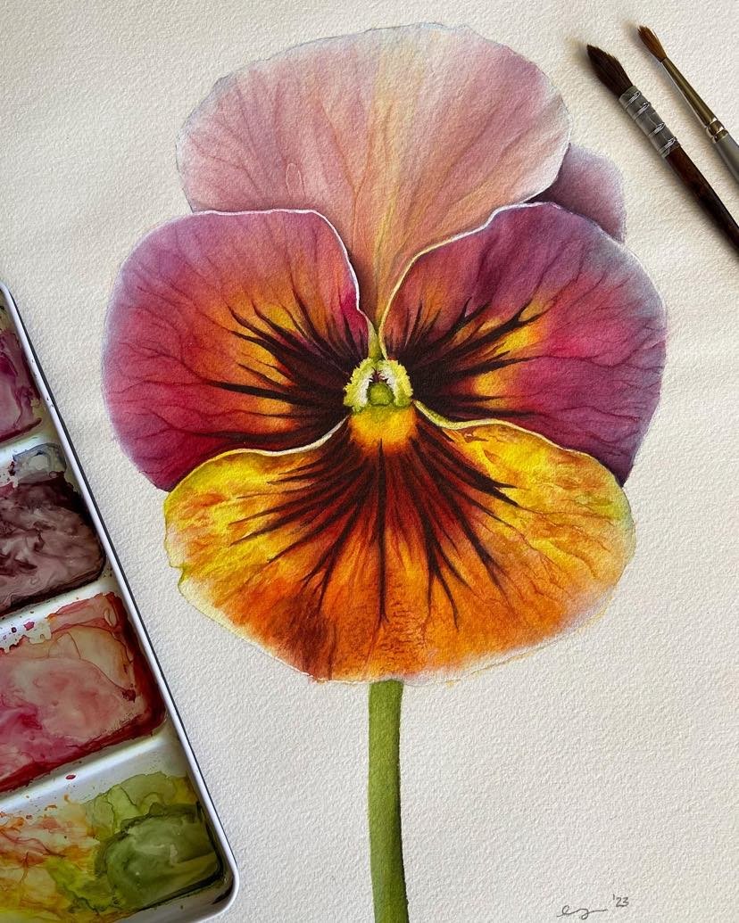Original framed watercolor painting of a large pansy in deep magenta, burnt orange and golden yellow with dark veining, set against a soft white background in a dark wood fram