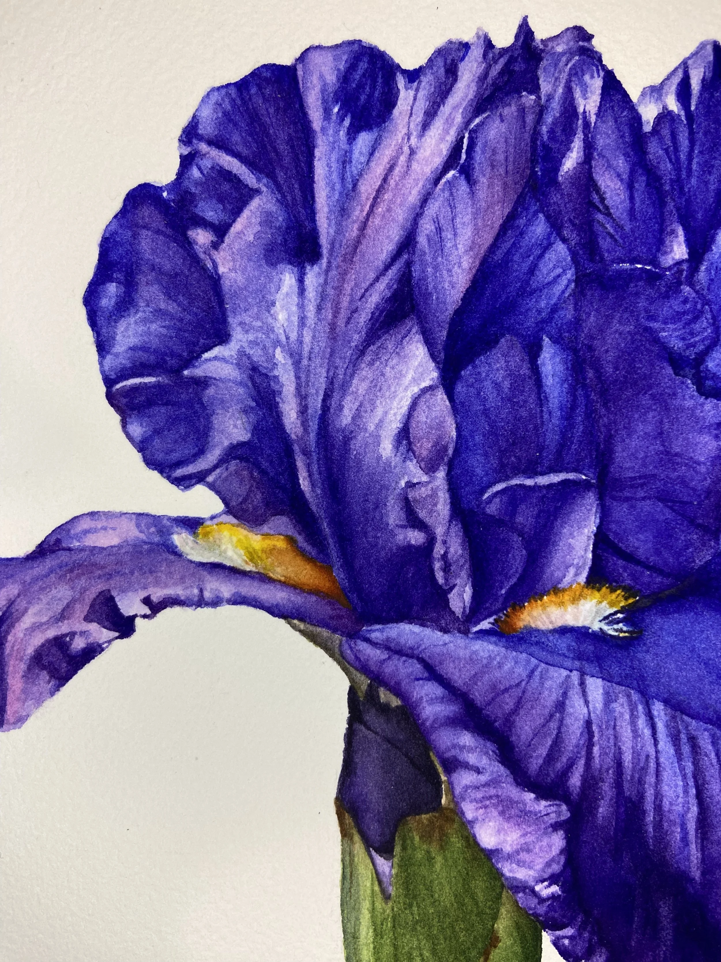 Purple iris watercolor fine art print, botanical flower wall art