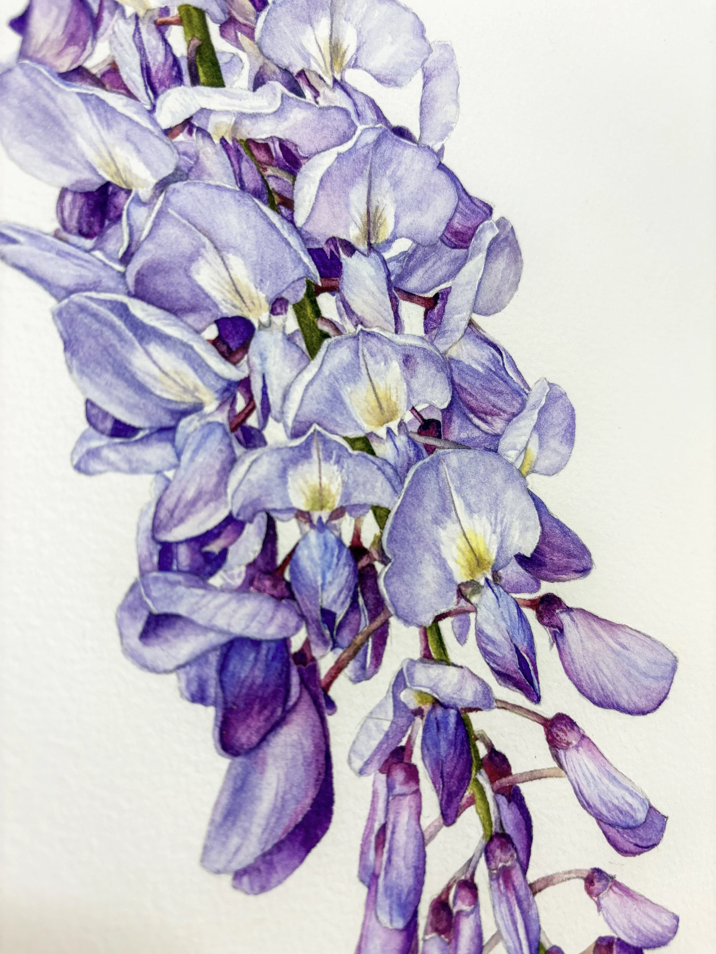 Original framed watercolor painting of a cascading wisteria bloom in periwinkle and lavender, hanging from a twisted branch with green leaves, warm wood frame