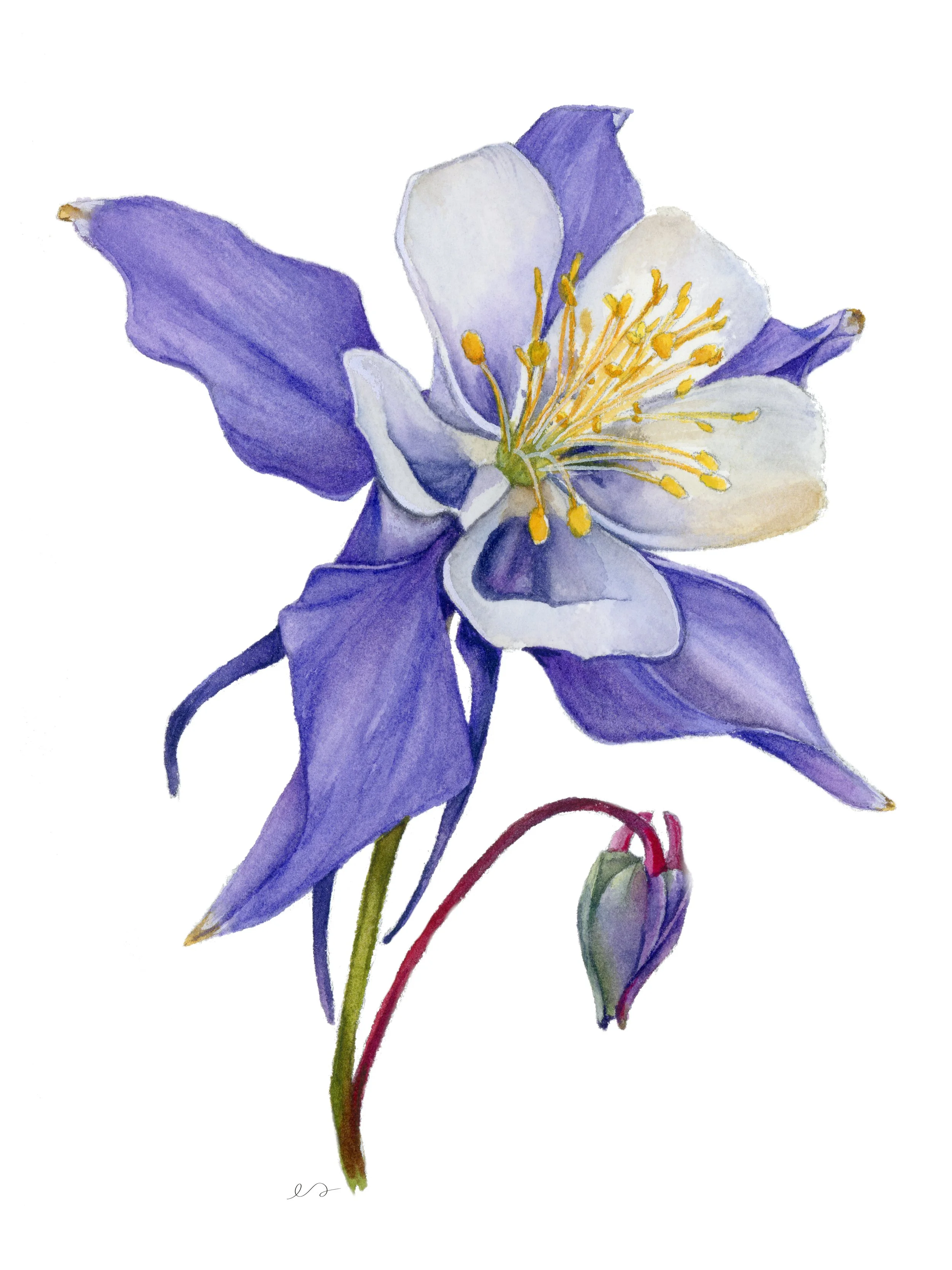 Columbine_3-4.jpg