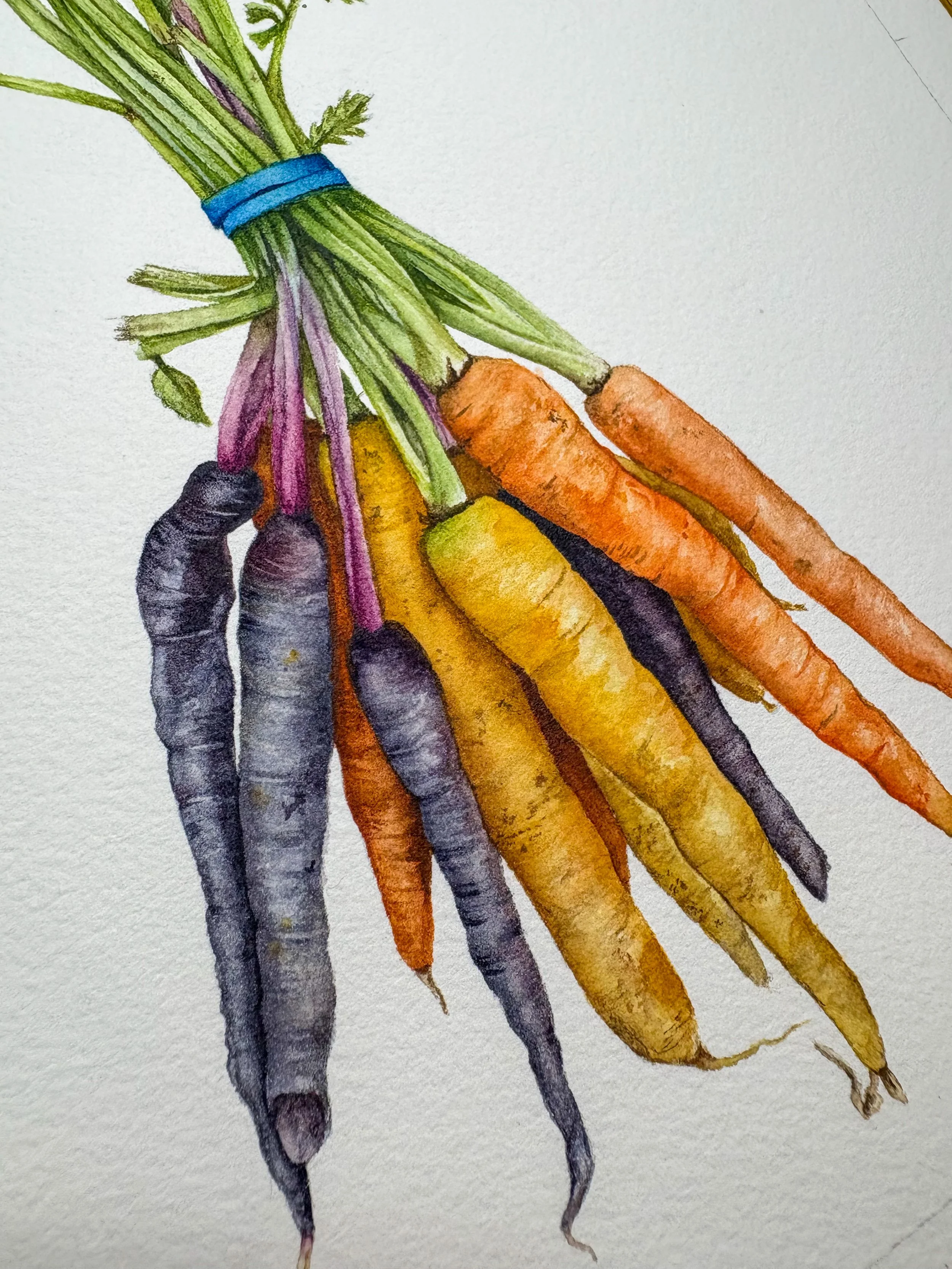 Original framed watercolor painting of a bundle of rainbow carrots in purple, yellow and orange tied with a blue rubber band and green tops, in a dark walnut frame
