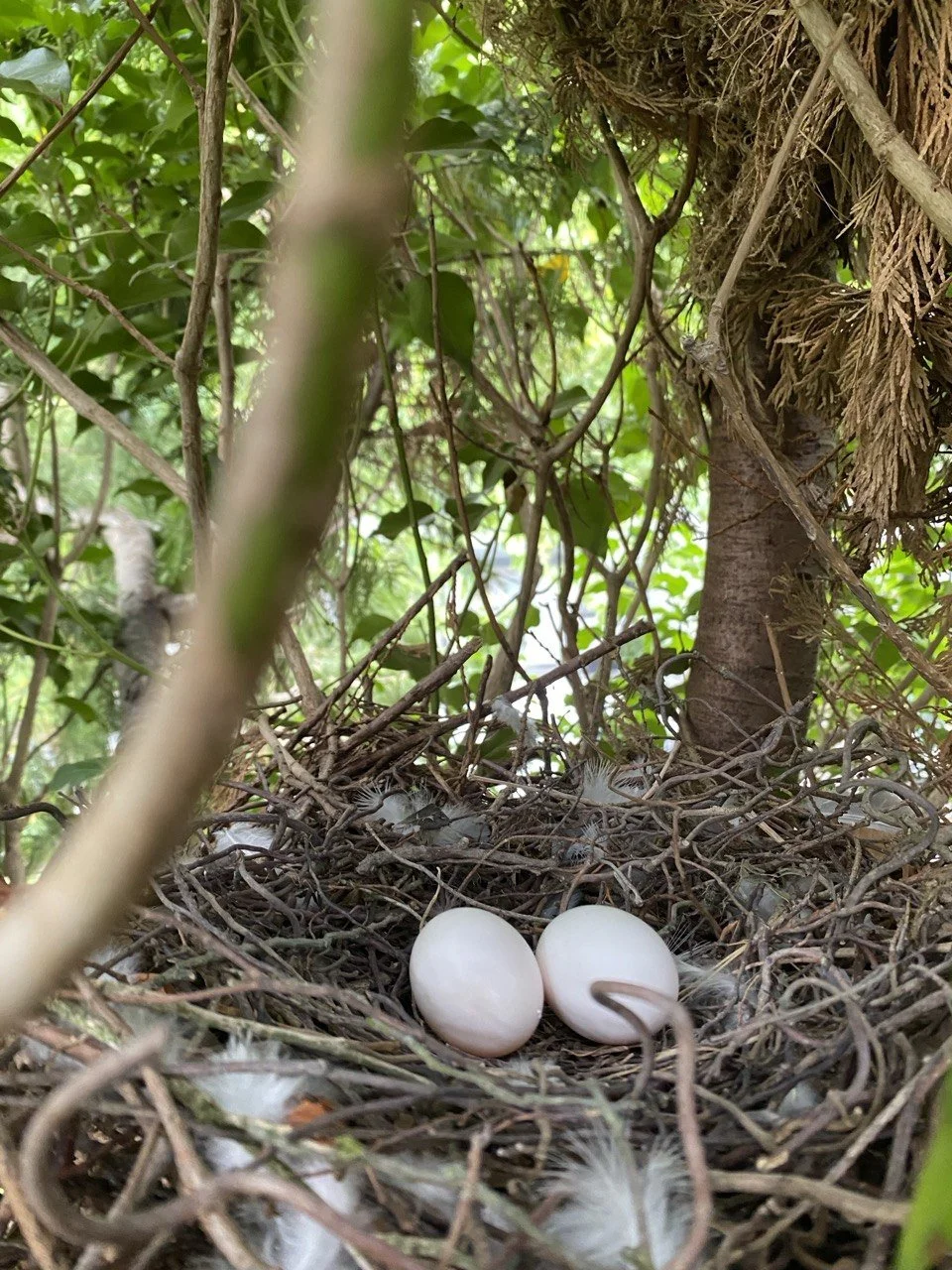 Ein Vogelnest mit vier weißen Eiern in einem Baum, umgeben von Ästen, Zweigen und Blättern.