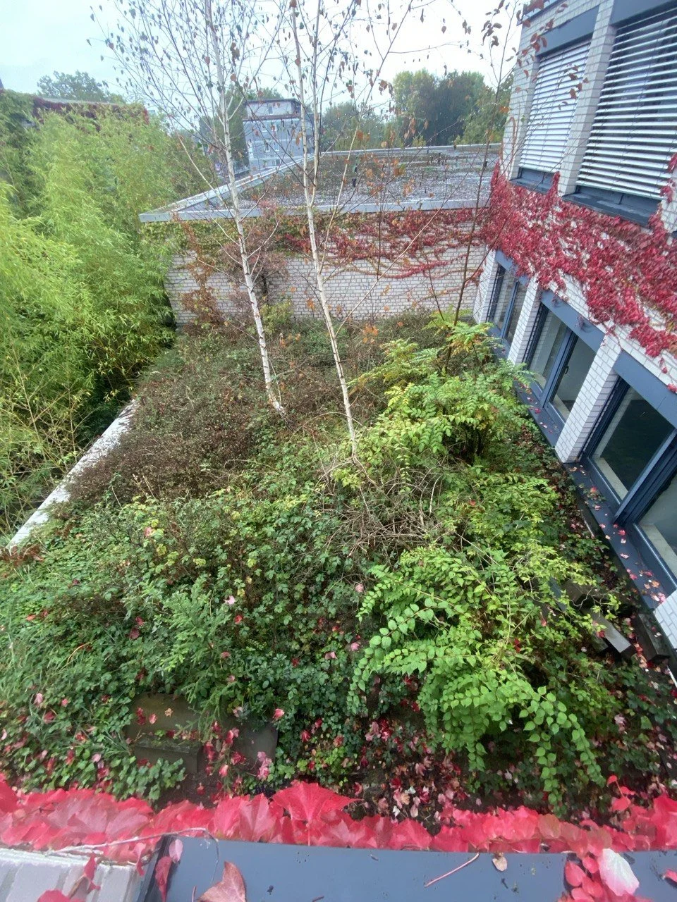 Ein grüner Garten mit Büschen, Bäumen und herabfallenden Blättern, neben einem Gebäude mit weißen Ziegelwänden und blauen Fenstern, im Herbst.