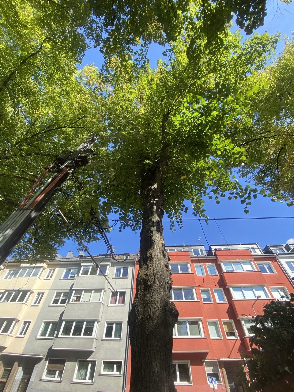 Blick nach oben auf einen Baum, der vor einem Mehrfamilienhaus mit roten und grauen Fassaden steht, mit blauem Himmel im Hintergrund.