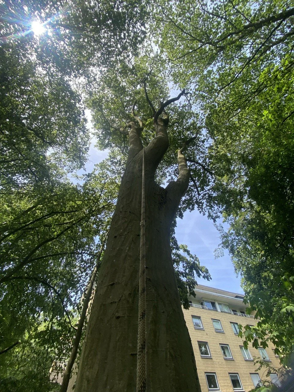 Ein hoher Baum mit dicken Ästen und grünen Blättern, im Vordergrund ein Seil hängt den Baum hinauf, im Hintergrund ein Mehrfamilienhaus und blauer Himmel mit Sonnenschein.