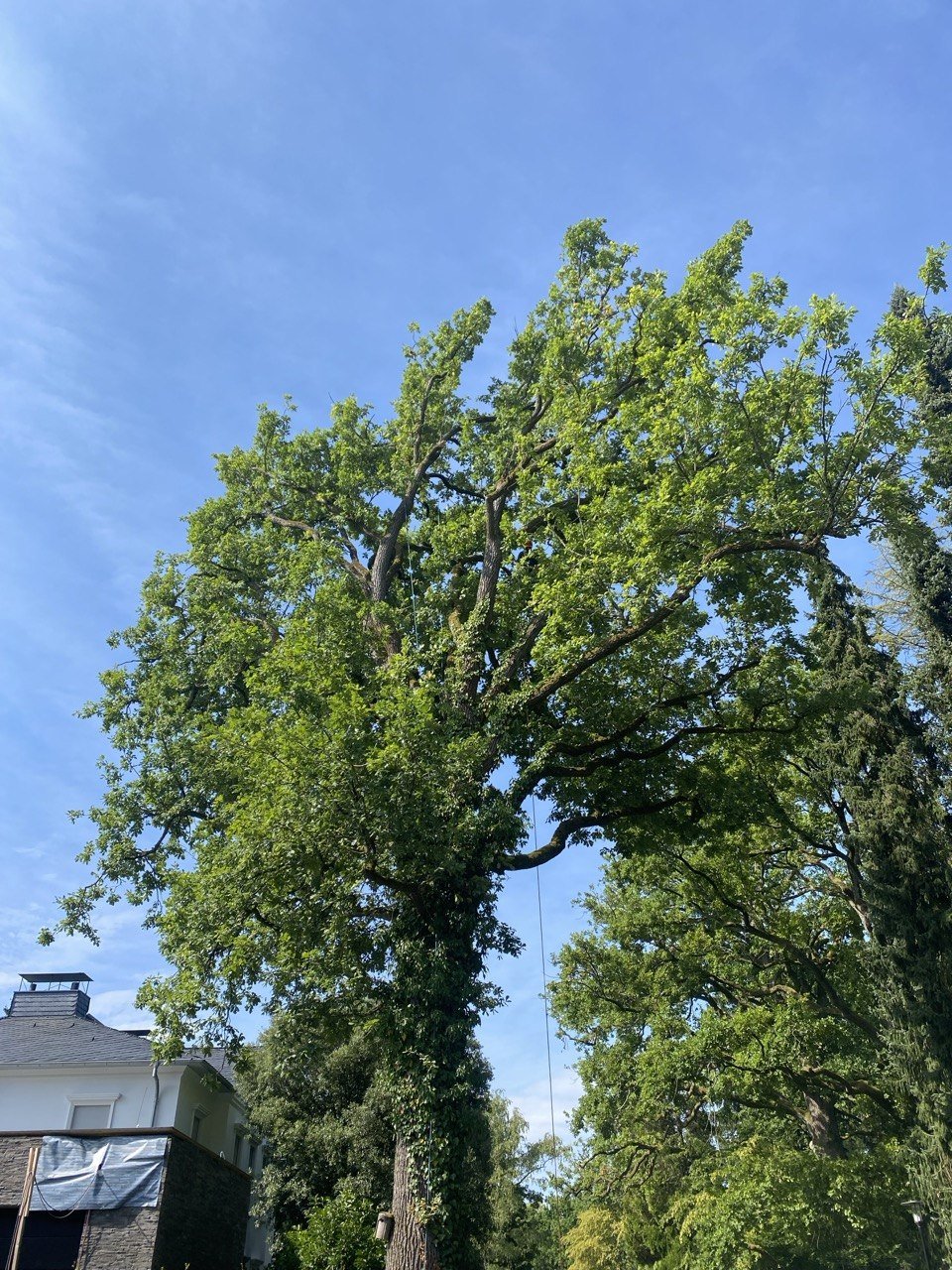 Ein großer Baum mit grünen Blättern vor einem blauen Himmel. Es sind auch Teile eines Gebäudes sichtbar.