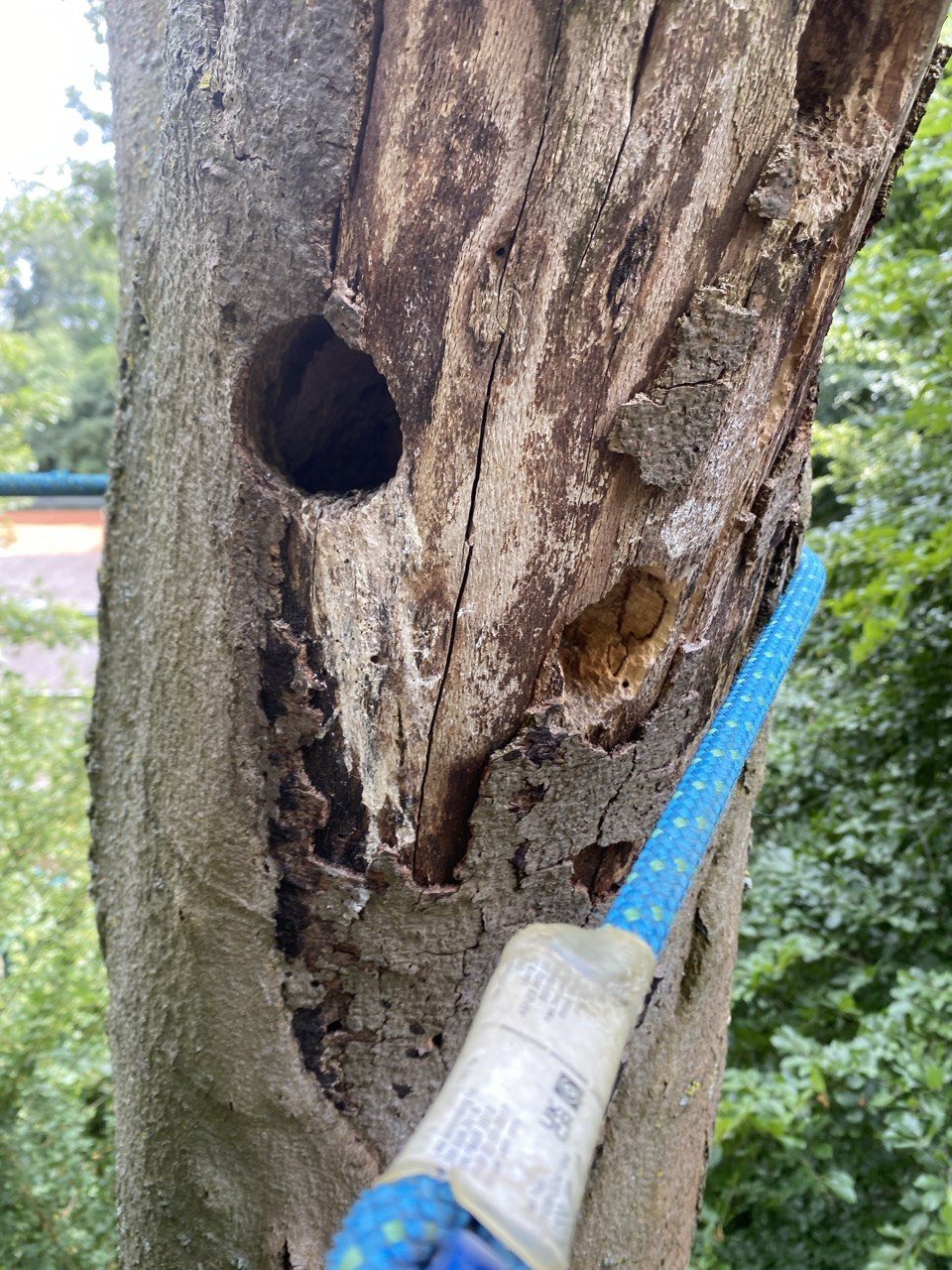 Nahaufnahme eines Baumes mit mehreren Bohrlöchern, mit einer blauen Seil- oder Schnur, die an einem hellen Griff befestigt ist.
