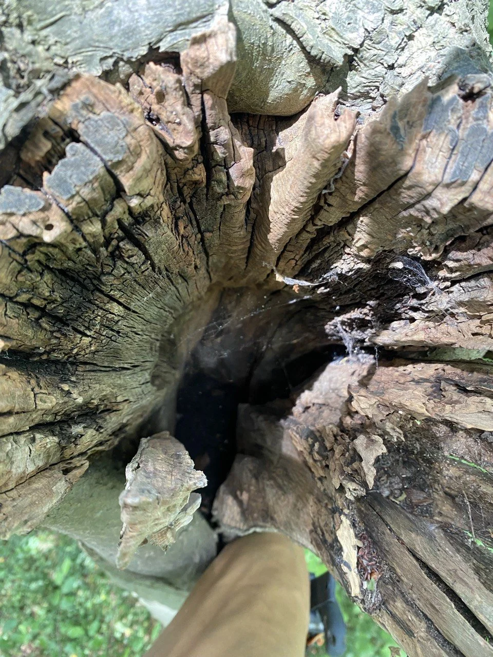 Nahaufnahme eines hohlen, alten Baumstamms mit zerbrochenen, gespalteten Holzstücken und Spinnweben, Blick nach unten in das Innere des Baums.