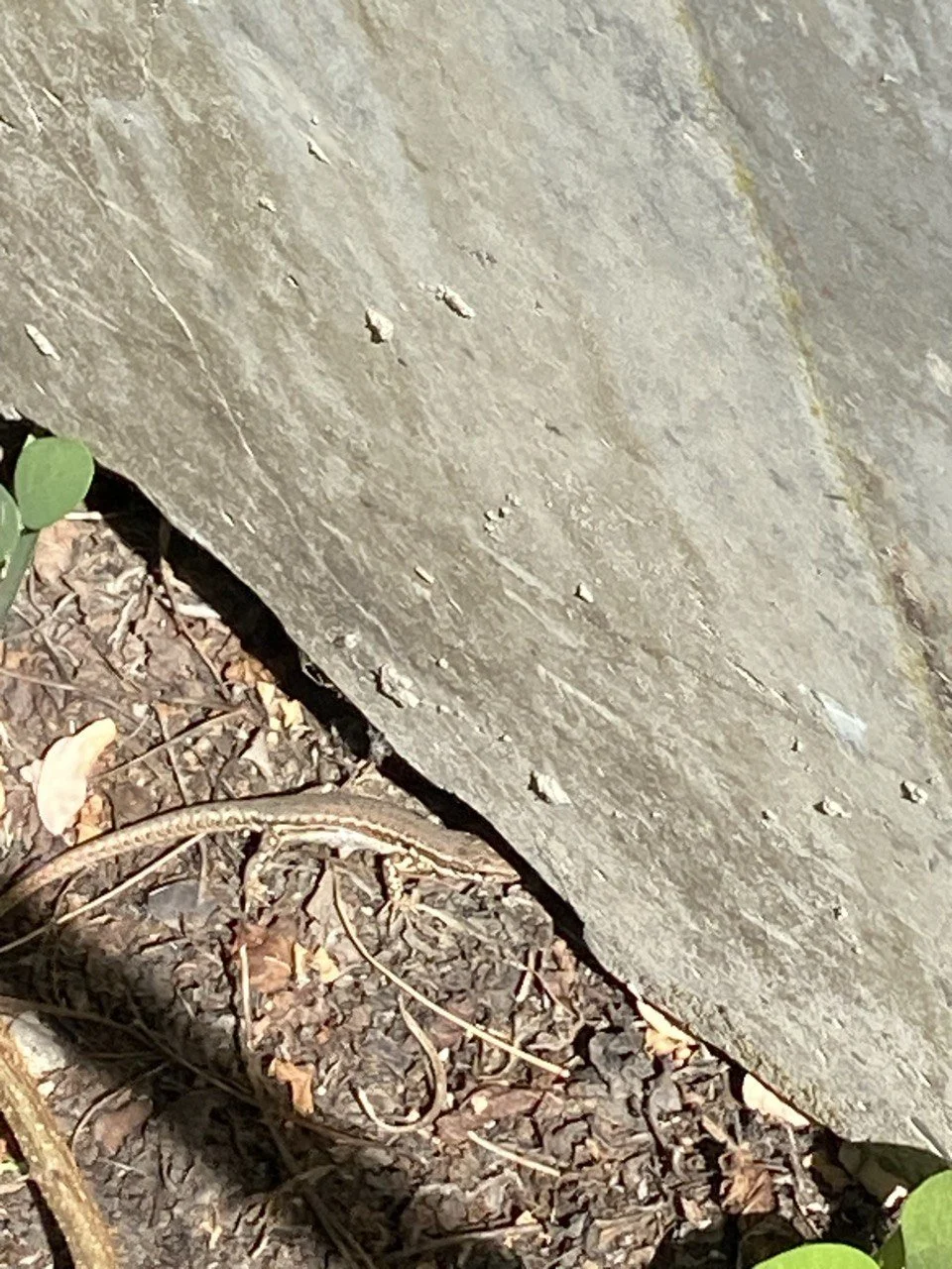 Ein Igel auf dem Boden neben einer Steinmauer, umgeben von trockenen Blättern und kleinen Pflanzen.