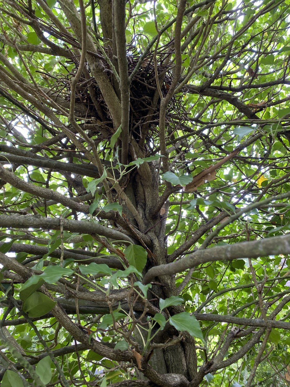 Ein Baum mit vielen Zweigen und Blättern, in dessen Mitte ein Vogelnest versteckt ist.