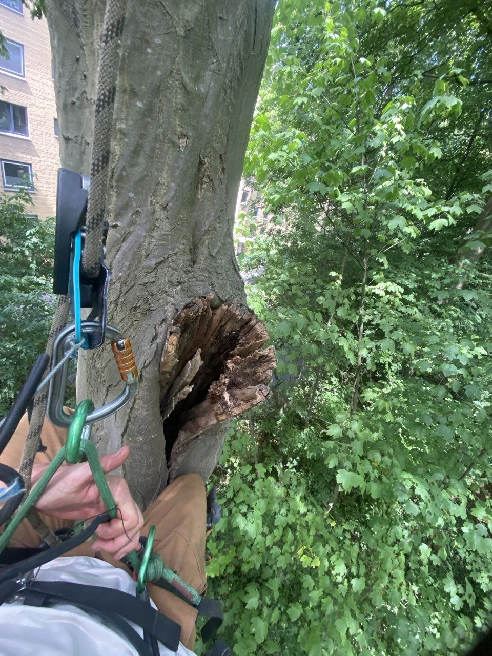 Baumkletterer hängt an Seilen und Kletterausrüstung in einem Baum. Die Baumrinde ist sichtbar, und an einem Ast ist eine große Höhlung oder Verformung. Im Hintergrund sind grüne Blätter und ein Gebäude sichtbar.