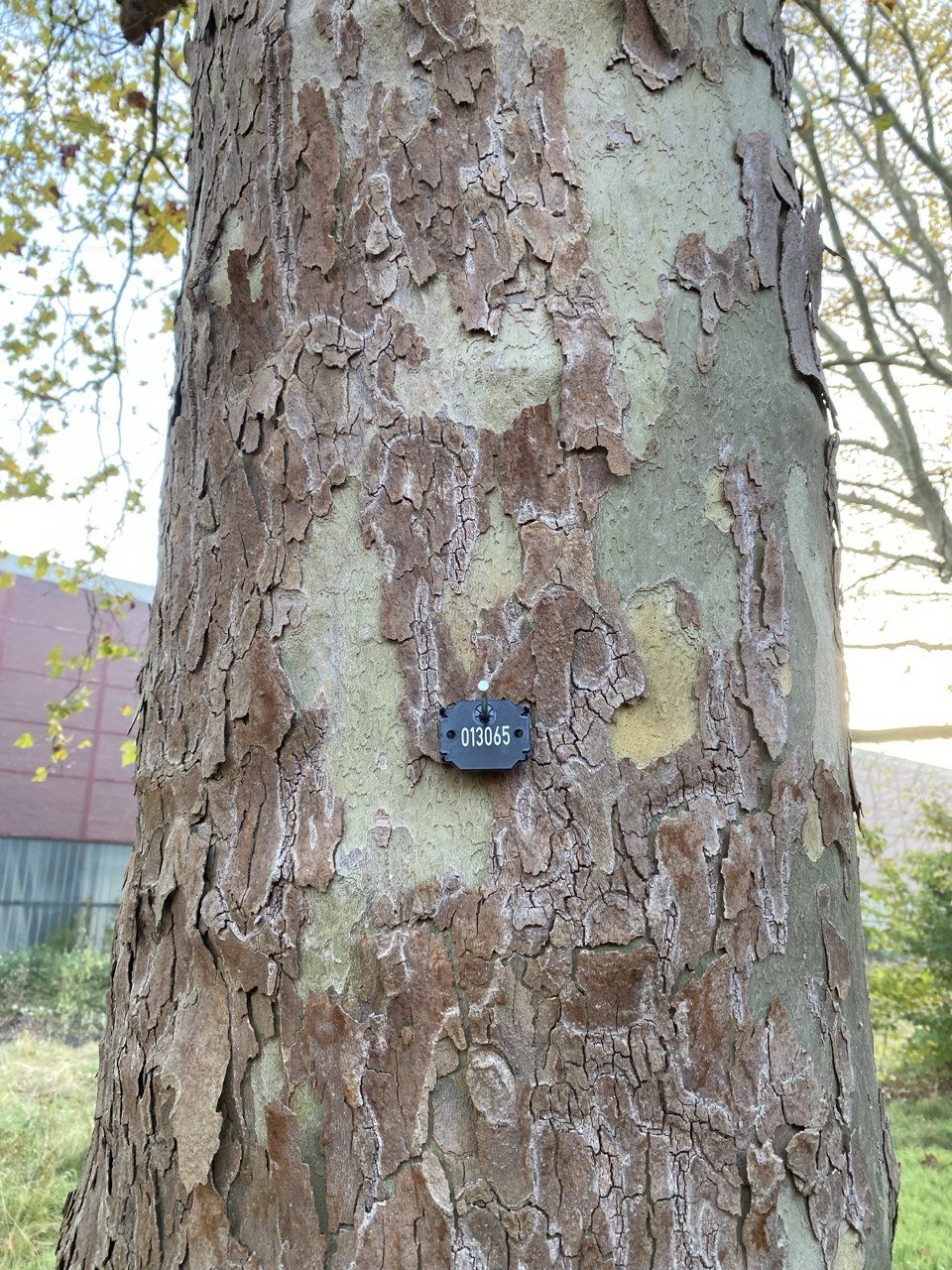 Baumstamm mit rauer, abblätternder Rinde und einer kleinen schwarze Markierung mit der Nummer 013065.