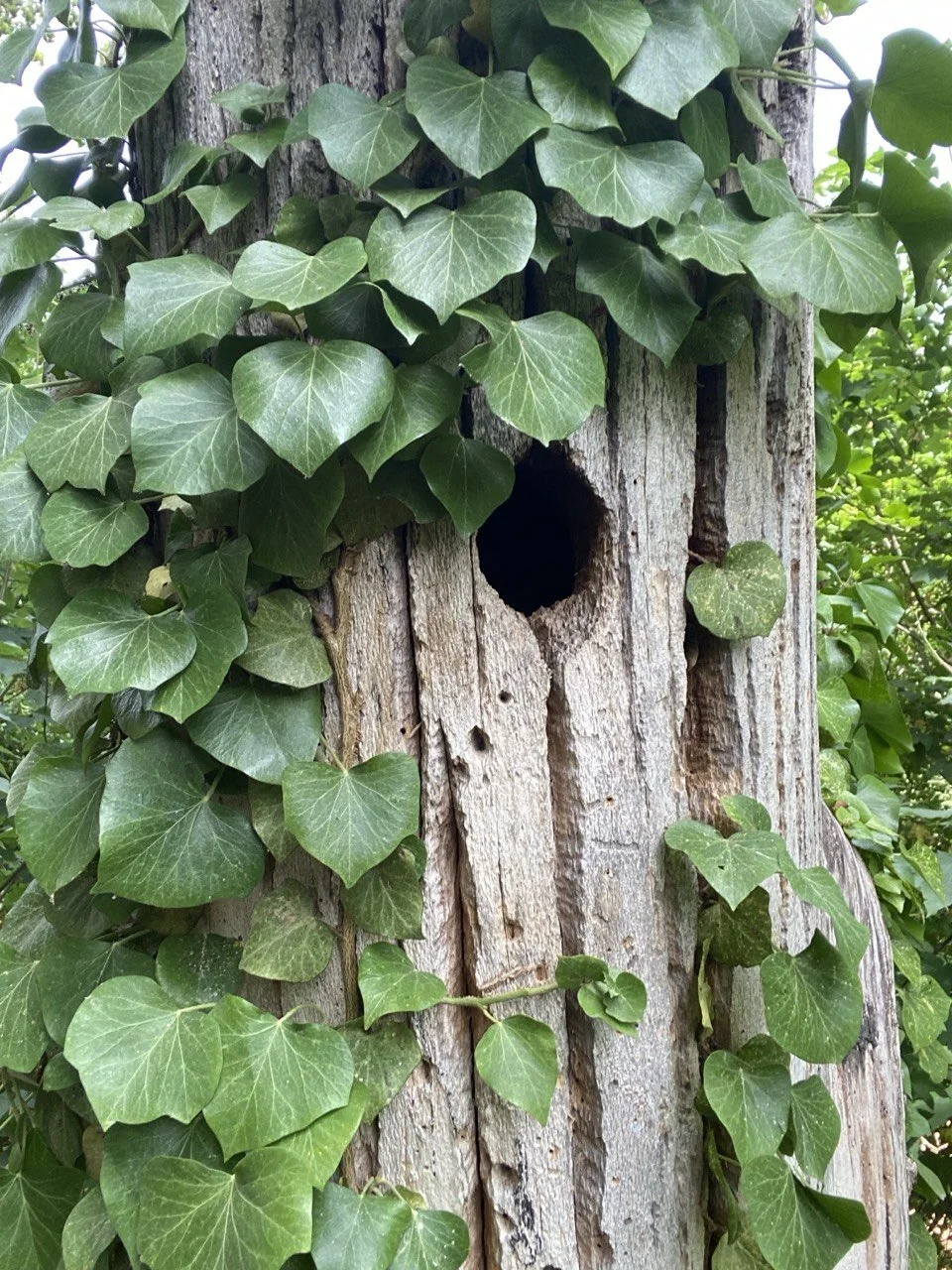 Ein Baumstamm mit einer Kletterpflanze, die grüne, herzförmige Blätter hat, und einem Vogelnest in einem Loch im Baum.