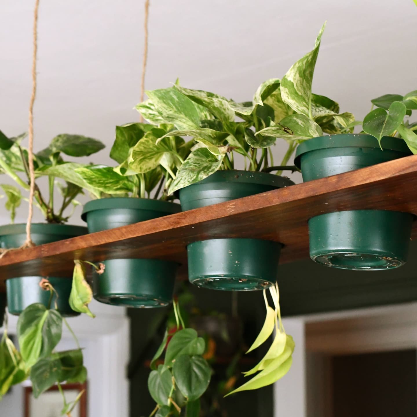Introducing the Chand-o-leaf! Our plant chandelier above the dining room table in its first phase of existence. 

The next step is to add a second frame around the edge and install overhead lighting. We've been able to use clamp lights for the time b