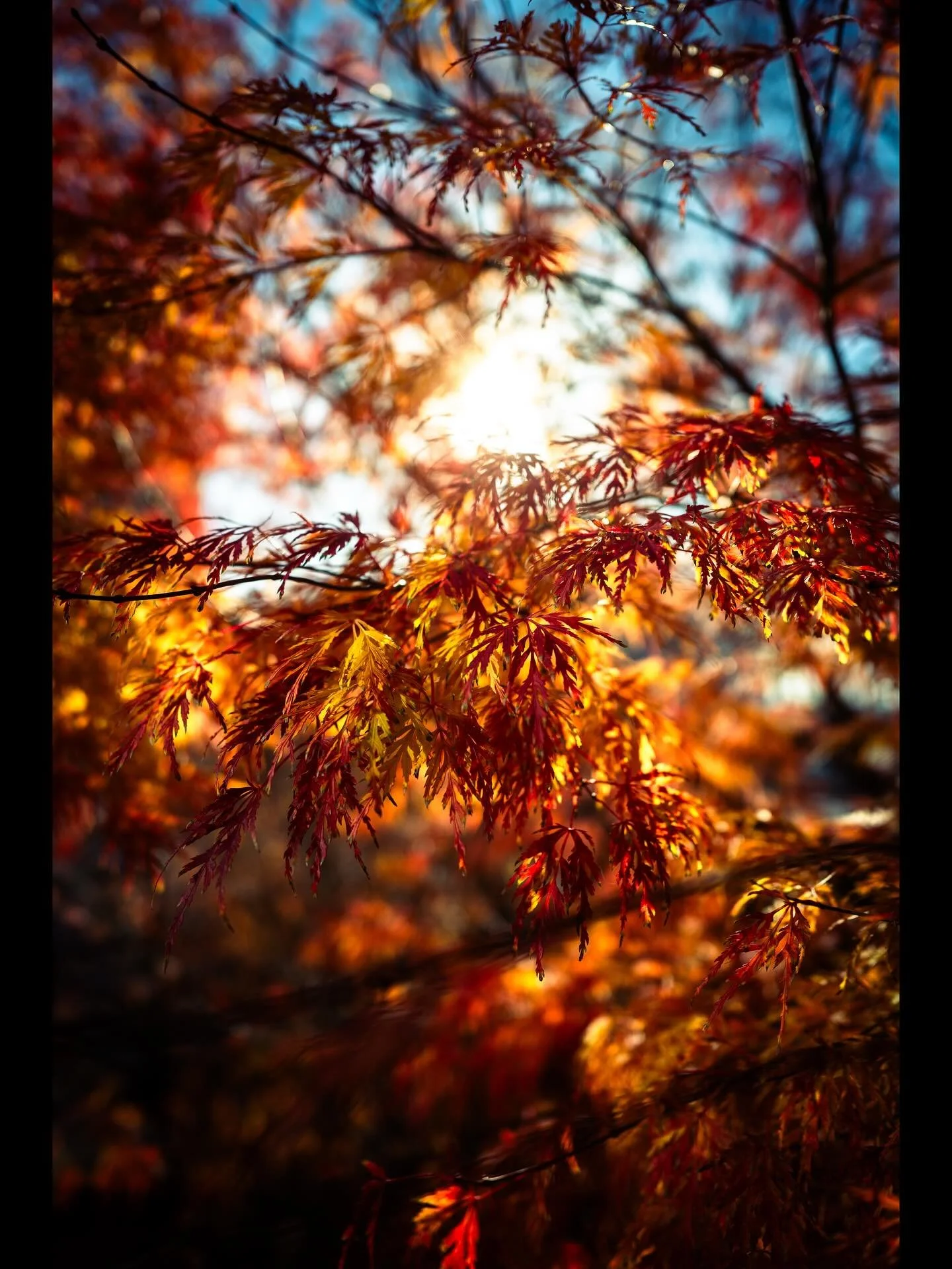 The leaves are changing fast!

#fallcolors🍁🍂 #wsnc #winstonsalemnc #winstonsalemphotographer #fallcolors