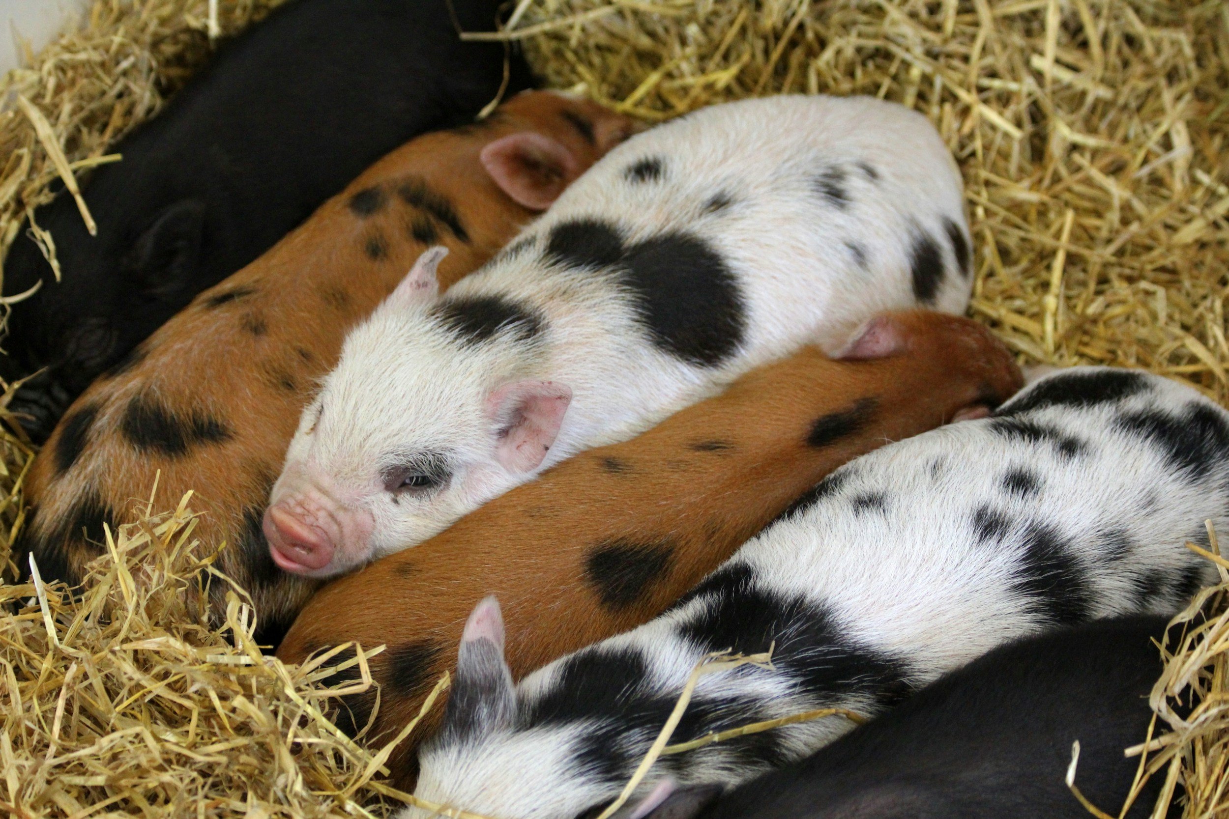 Half Term at Chatsworth Farmyard