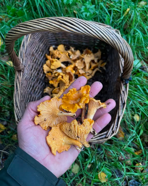 Forage & Feast, Elvaston Castle