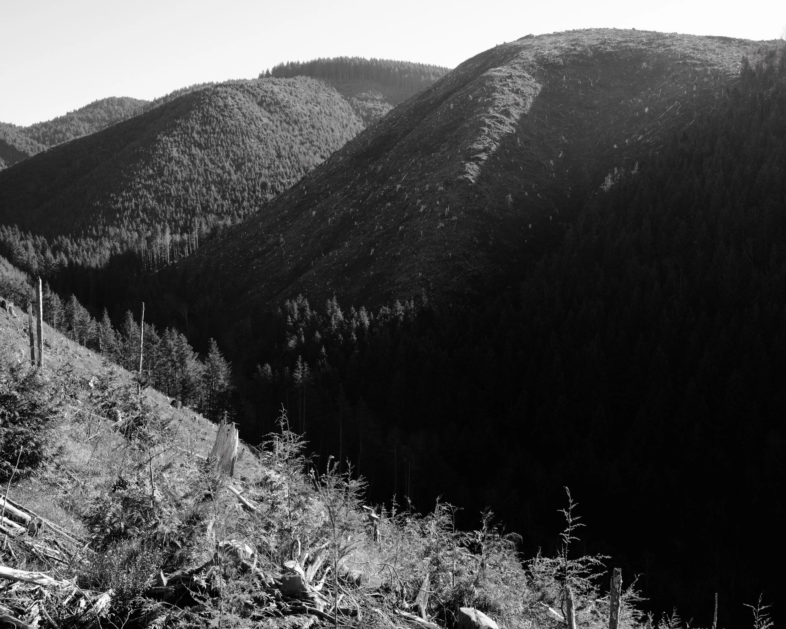 Walking Through Clearcuts