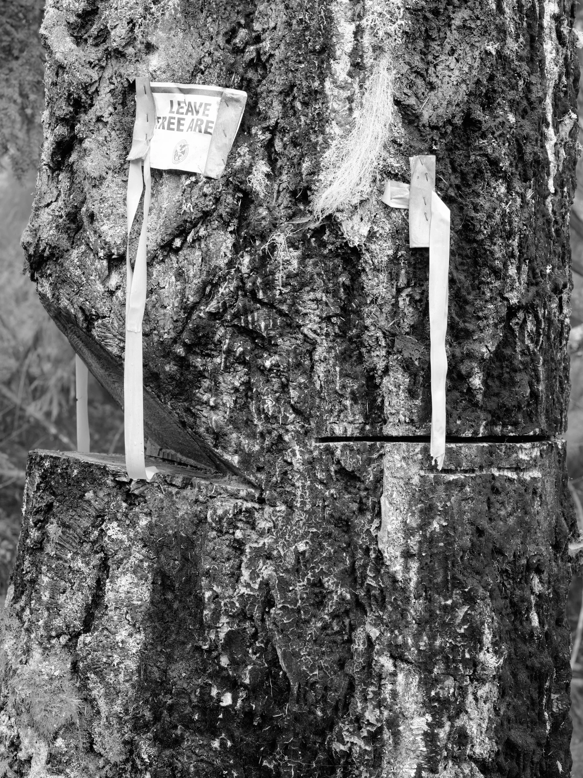 GarrettGrove_Forests_12202023_0366.jpg
