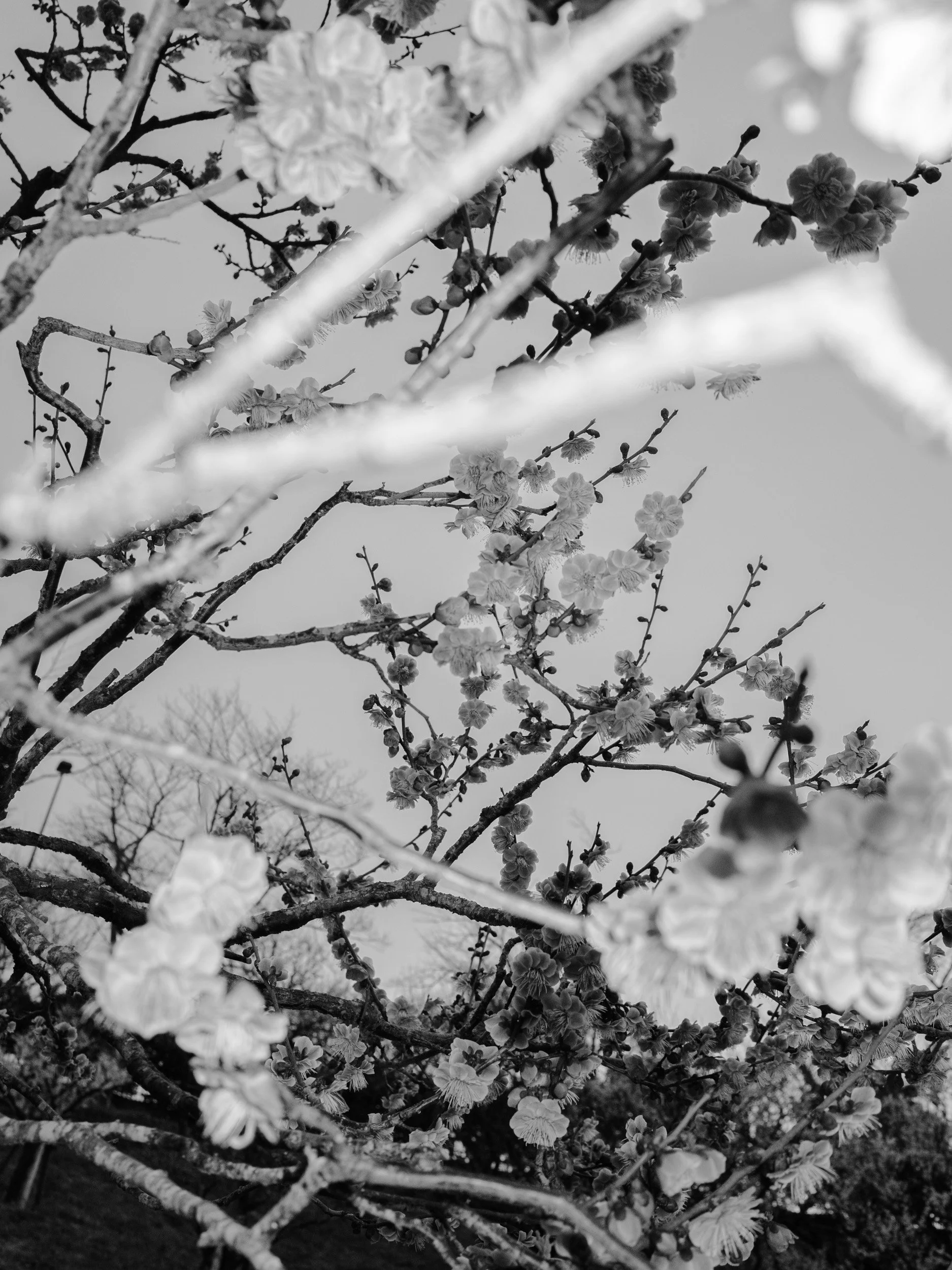 GarrettGrove_RicohJapan_Feb18_0791.jpg