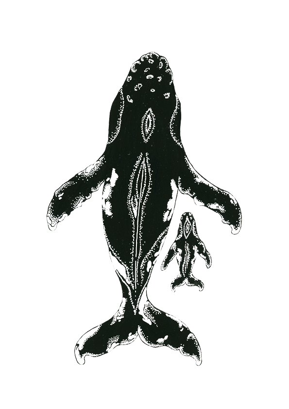 WhalesYoung_June2024_72dpi.png